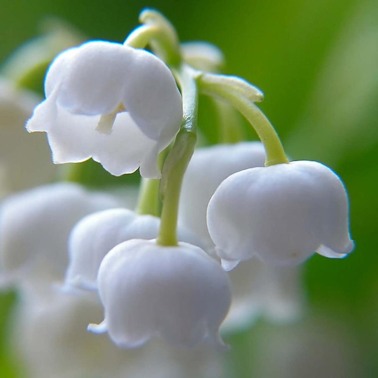 Votaniki White Lily of The Valley - Fragrant, Long Lasting Blooms, Perennial (Convallaria Majalis) Lily of The Valley Bare Root for Planting | Spring Flower, Perfect for Outdoor & Indoor (12 Pack)