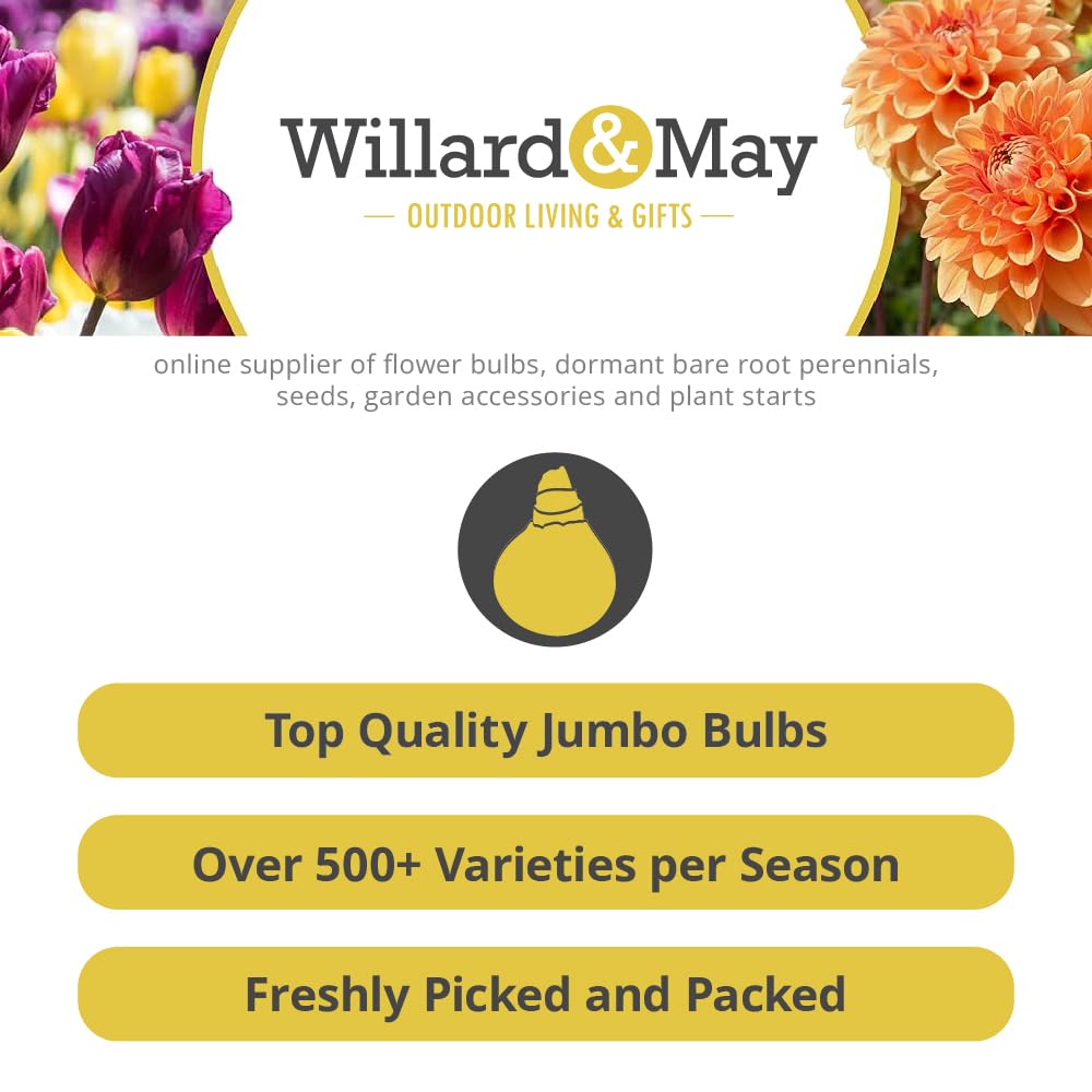 25 Yellow Ranunculus Bulbs Spring Planting - Buttercup Flower Bulb Value Bag - Plant in Gardens, Containers & Flowerbeds - Easy to Grow Perennial Flowers Bulbs by Willard & May