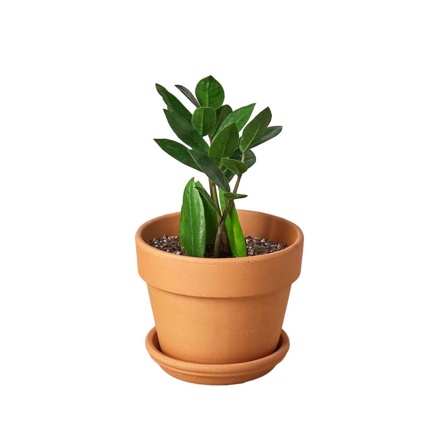 5 Pack Zamioculcas Zamiifolia ZZ in 4in Pot - Live Plants Tropical Houseplants | Variegated | USA Growers | The Snobby Leaf