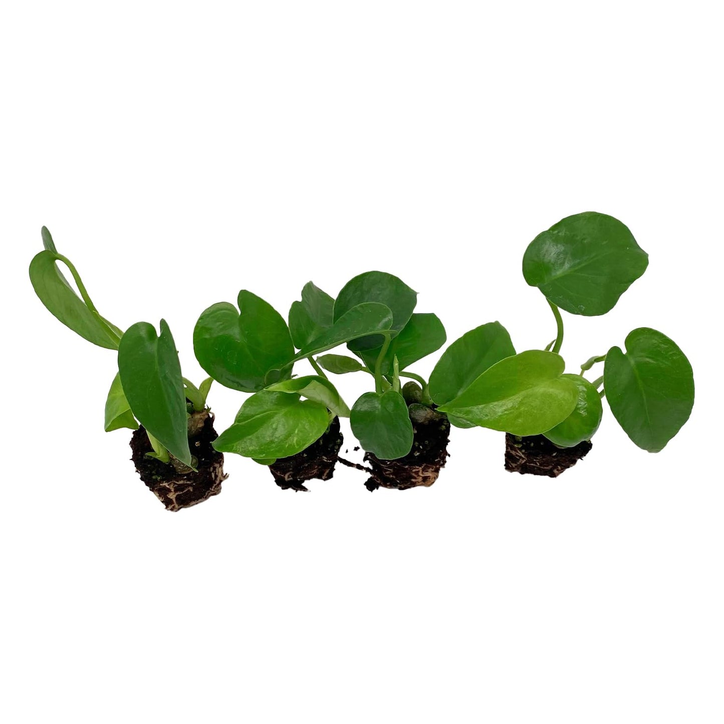 ragnaroc Monstera Deliciosa 2-4" 8ct – Live Plant for Indoor Outdoor Use, Garden & Landscaping – Live Arrival Guaranteed