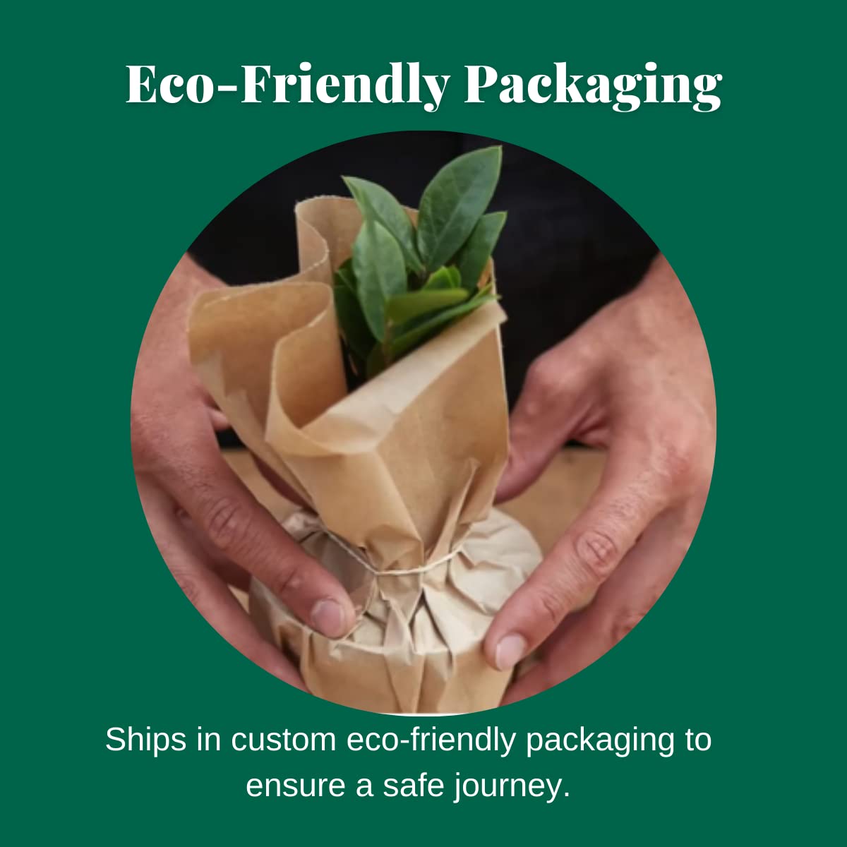 HOUSE PLANT SHOP | Tillandsia Air Plant 'Bandensis '| Live Indoor Plant | Easy to Care | Natural Décor Plant | Great Gifts| Free Care Guide
