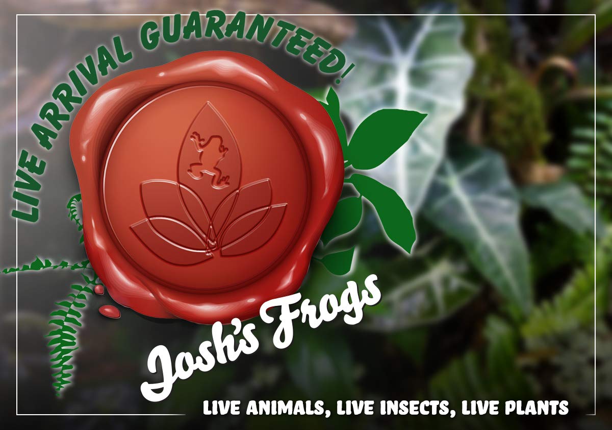 Neoregelia ampullacea 'San Diego WBC 94' Bromeliad