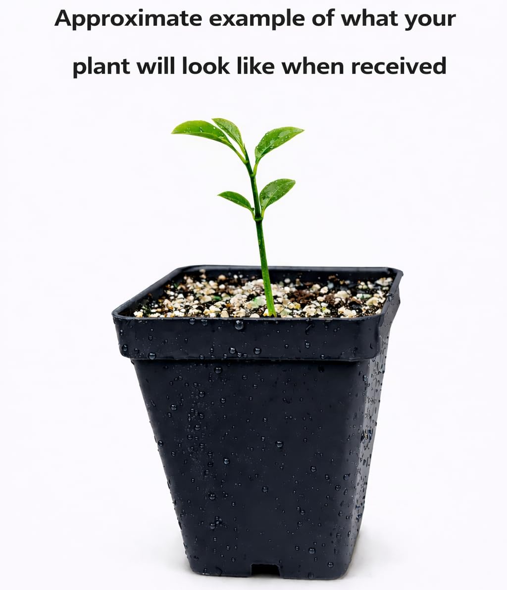 Calamondin (Calamansi) Tree - 2-5 Inch Tall Live Plant - Potted Orange Fruit Bush Seedling - Citrus x microcarpa