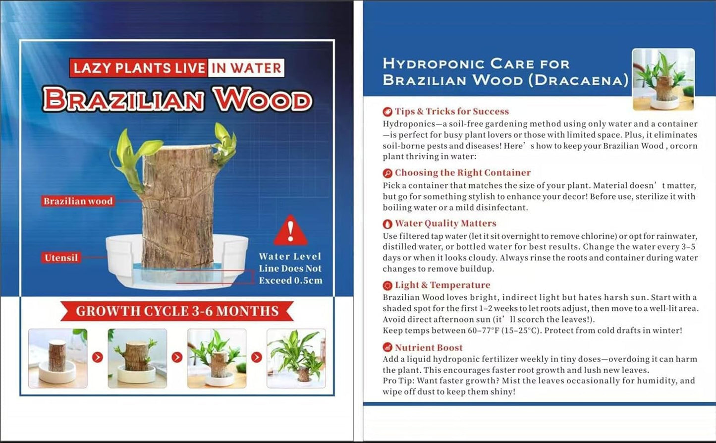 Brazilian Lucky Wood,Easy to Maintain and Purify the Air Brazilian Wood,Suitable for Living Rooms, Kitchens, Bedrooms, Desks, and Outdoor Gardens (2A)