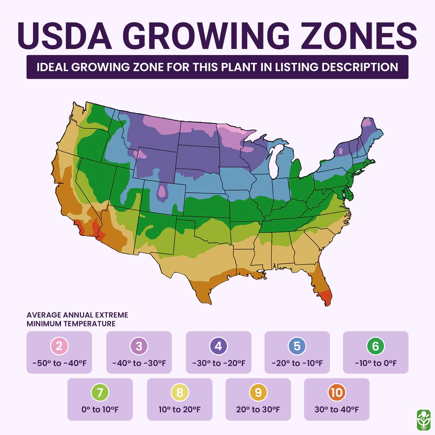 Black Beauty Poppy Seeds for Planting - 300 Fresh Flower Seeds - Tall Dark Purple Wildflower Seeds to Plant Outside - Re-Seeding Annual - Grown in The USA