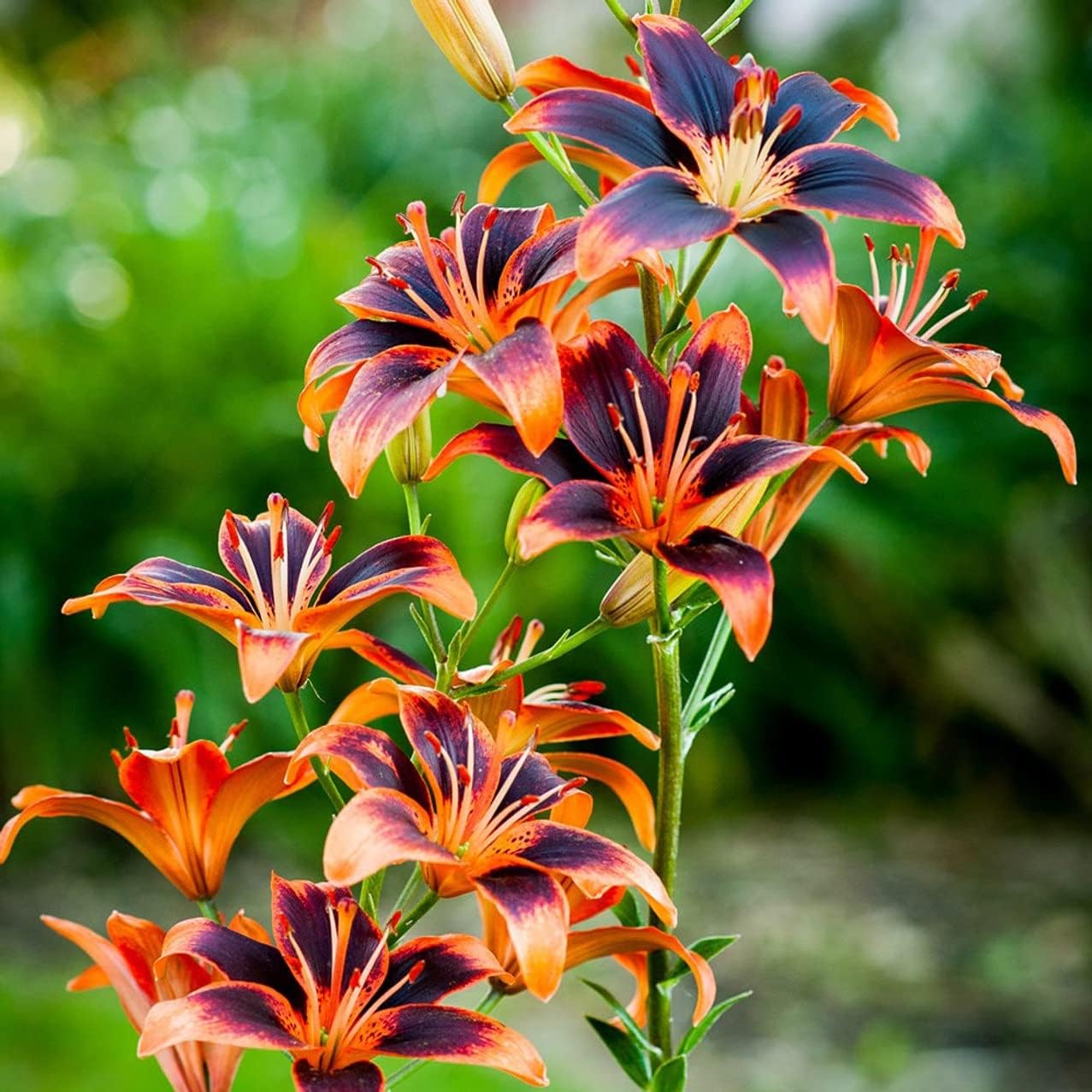 Votaniki Forever Susan Lily Bulbs for Planting - Perennial Long Blooming Lily for Garden Beds, Borders, and Containers | Fast Growing - Low Maninatnace & Easy to Grow (4 Pack)