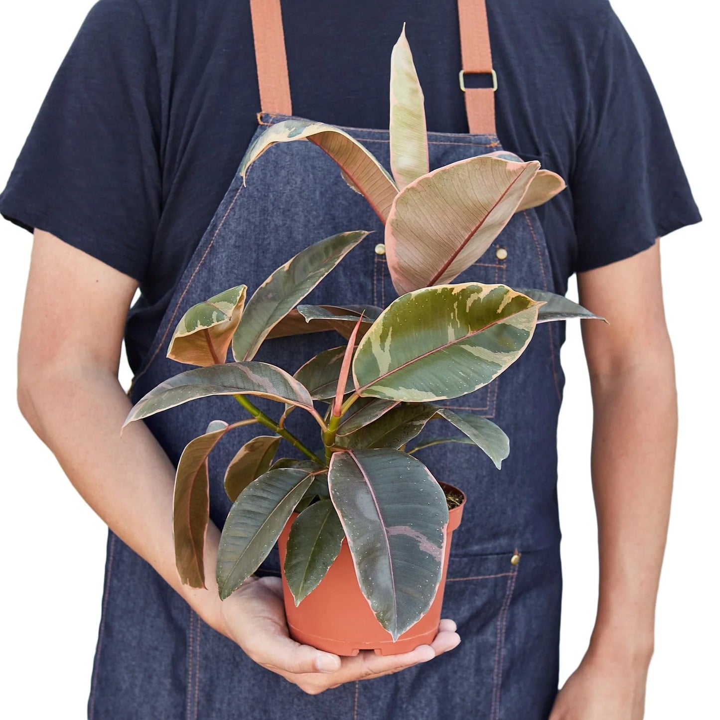 7 Pack Ficus Elastica 'Ruby Pink' in 4in Pot - Live Plants Tropical Houseplants | Variegated | USA Growers | The Snobby Leaf