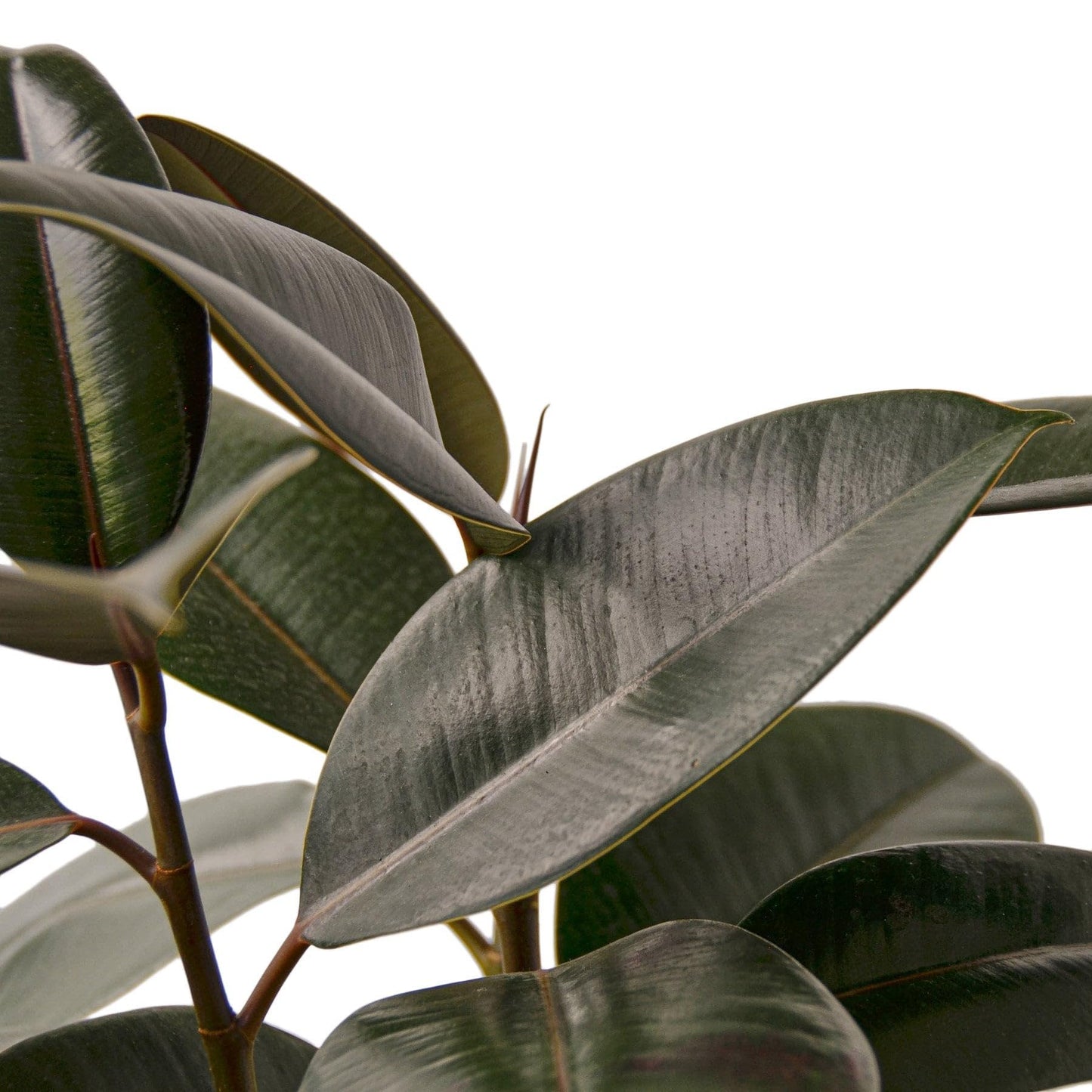Ficus Elastica 'Burgundy' in 4in Pot - Live Plants Tropical Houseplants | Variegated | USA Growers | The Snobby Leaf