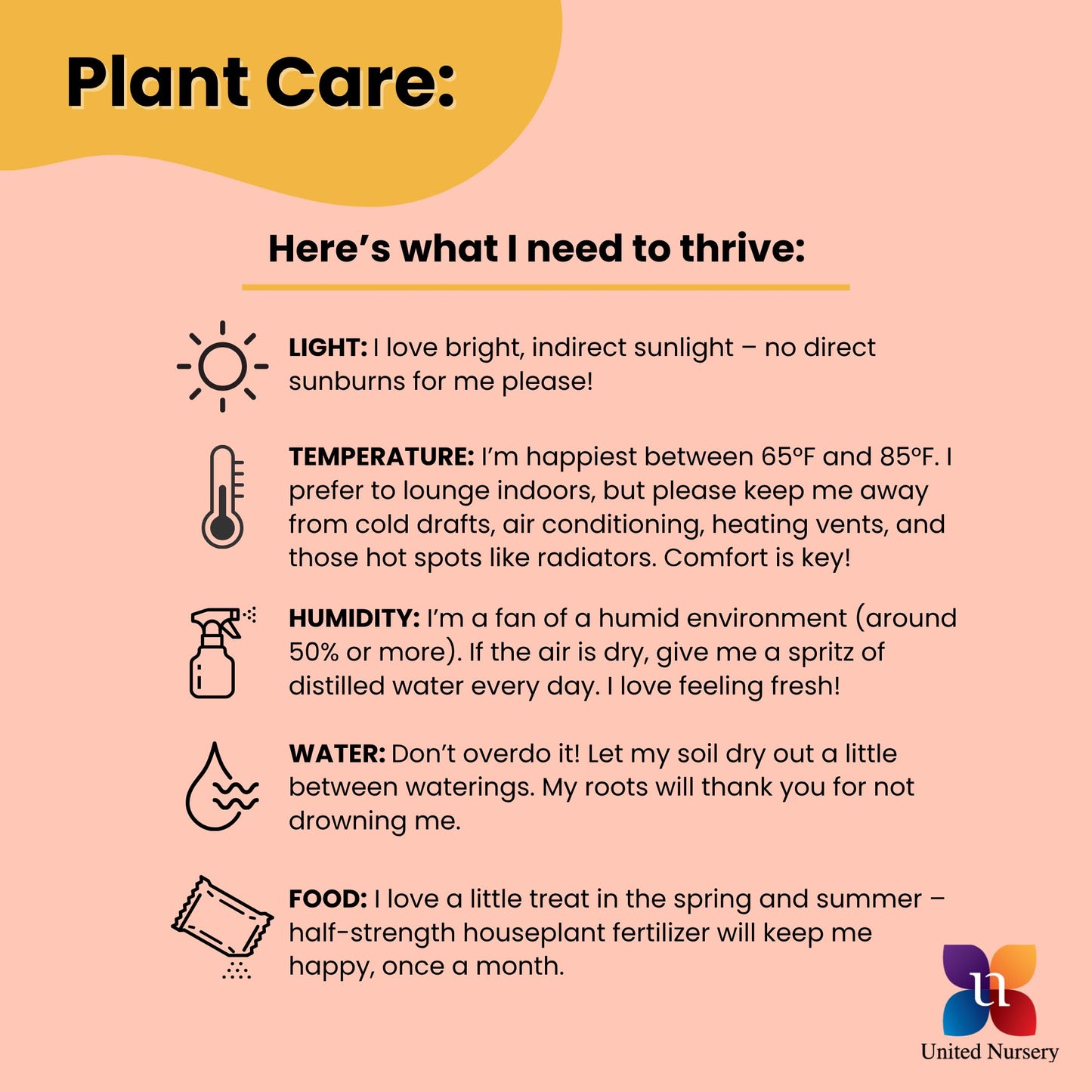 United Nursery Philodendron Selloum Live Plant 26-32 inches Tall Live Indoor Tree Philodendron 10 inch Plant Pot Large Air Purifying Floor Plant for Office, Patio or Home Decor