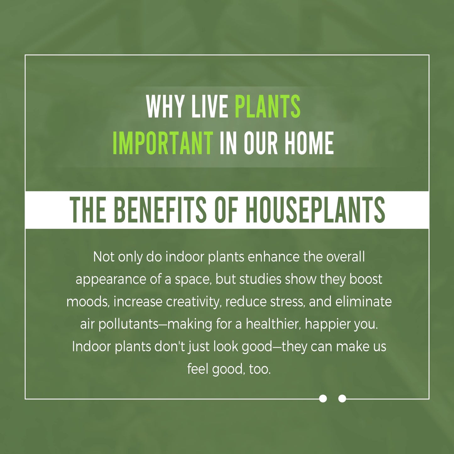 LEAL PLANTS ECUADOR Philodendron Patriciae Live House Plant| Air-Purifying Green Leaf Philodendron |Perfect for Home Decor, Unique Gift for Plant Lover