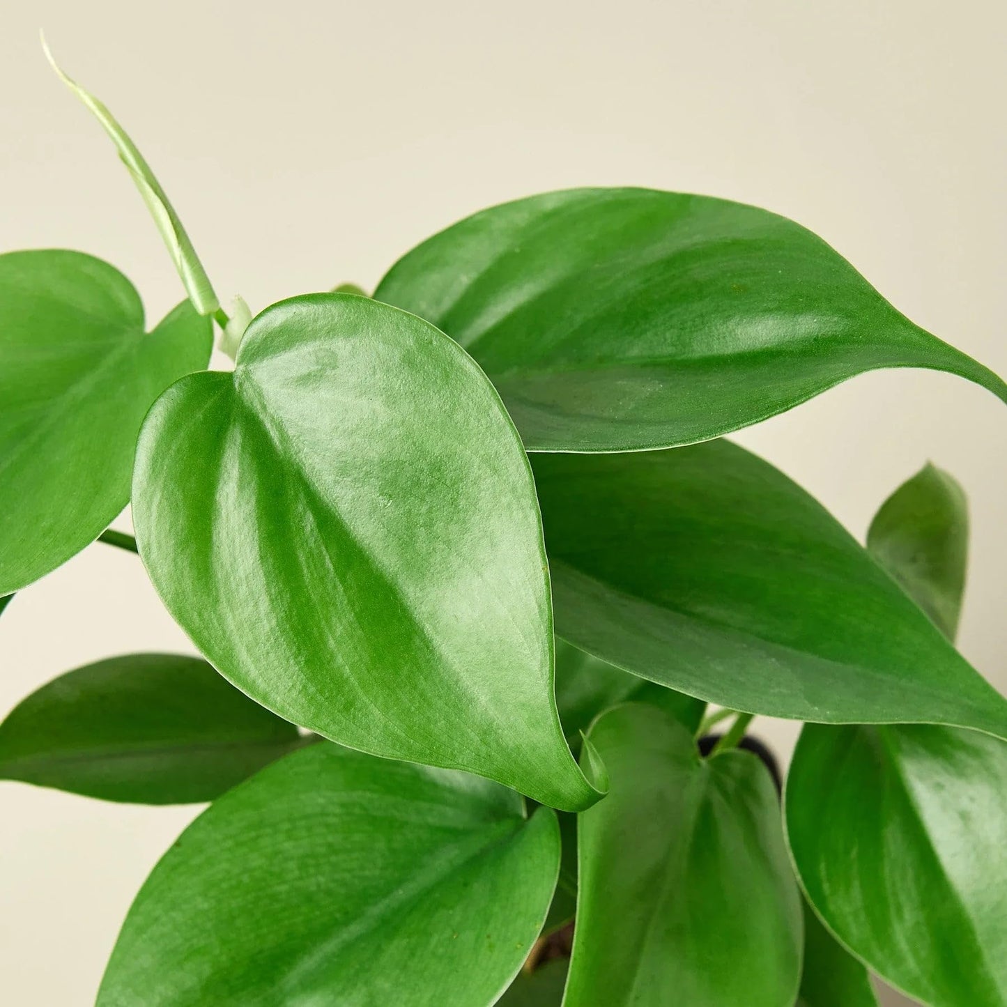 Philodendron Cordatum Heartleaf in 3in Pot - Live Plants Tropical Houseplants | Variegated | USA Growers | The Snobby Leaf