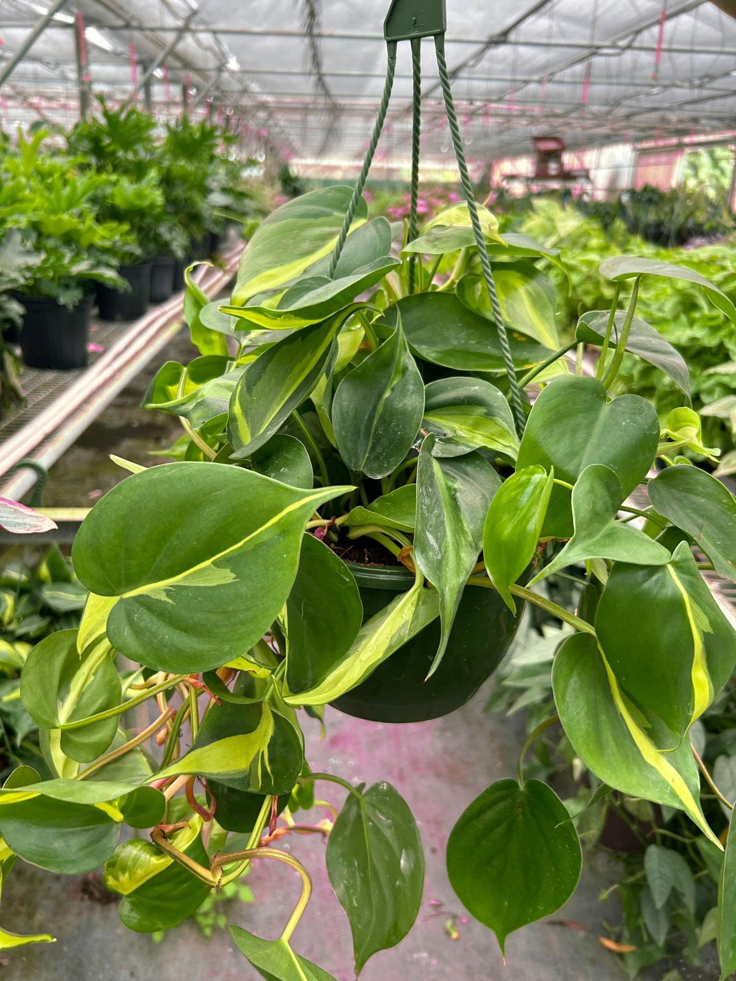 3 Pack Philodendron 'Brasil' in 3in Pot - Live Tropical Houseplant - Easy to Grow | Air Purifying | Variegated | USA Growers | The Snobby Leaf