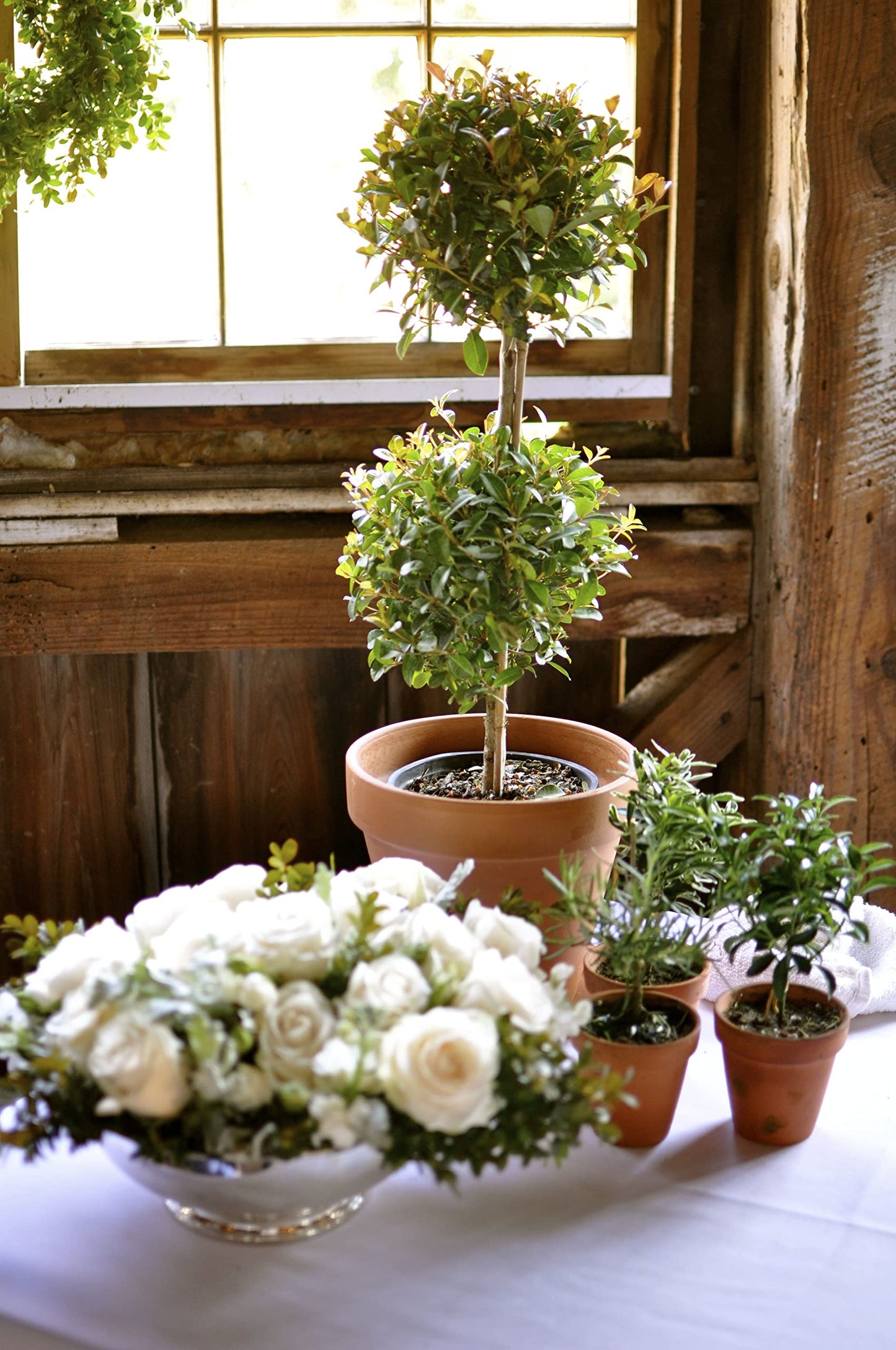 Eugenia 2 Ball Topiary - 5 Live Plants in 6 Inch Pots - 1-2 Foot Tall - Eugenia Myrtifolium - Beautifully Pruned Outdoor Topiary for Patios and Outdoor Decor