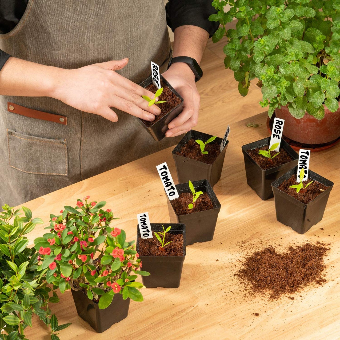 June Fox Square Nursery Pots 3.3 Inches Flexible Plastic Seedling Pots Square Pots for Plants, Succulent, Flower, Pack of 60, with 60 PCS Plant Labels