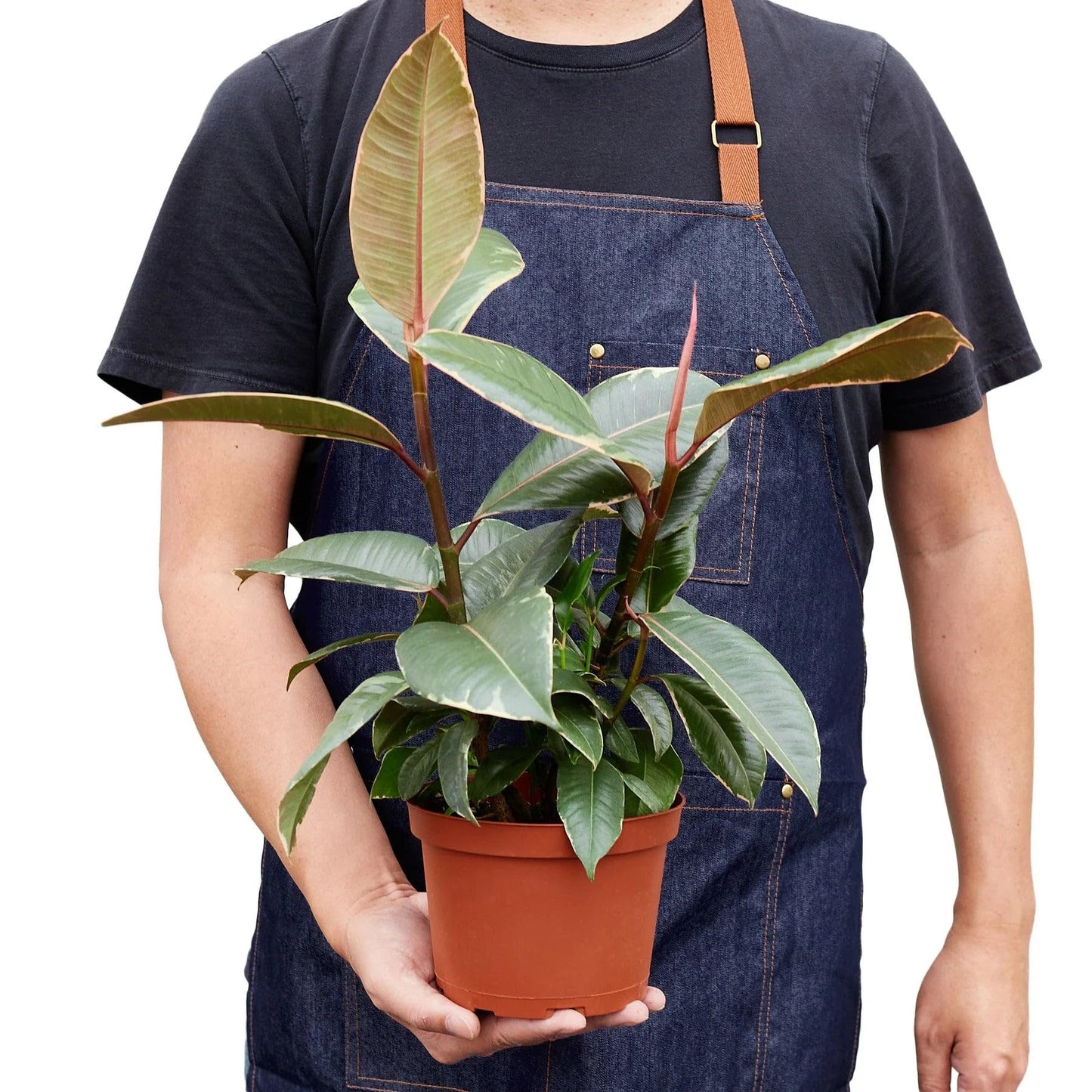 10 Pack Ficus Elastica 'Tineke' in 6in Pot - Live Plants Tropical Houseplants | Variegated | USA Growers | The Snobby Leaf
