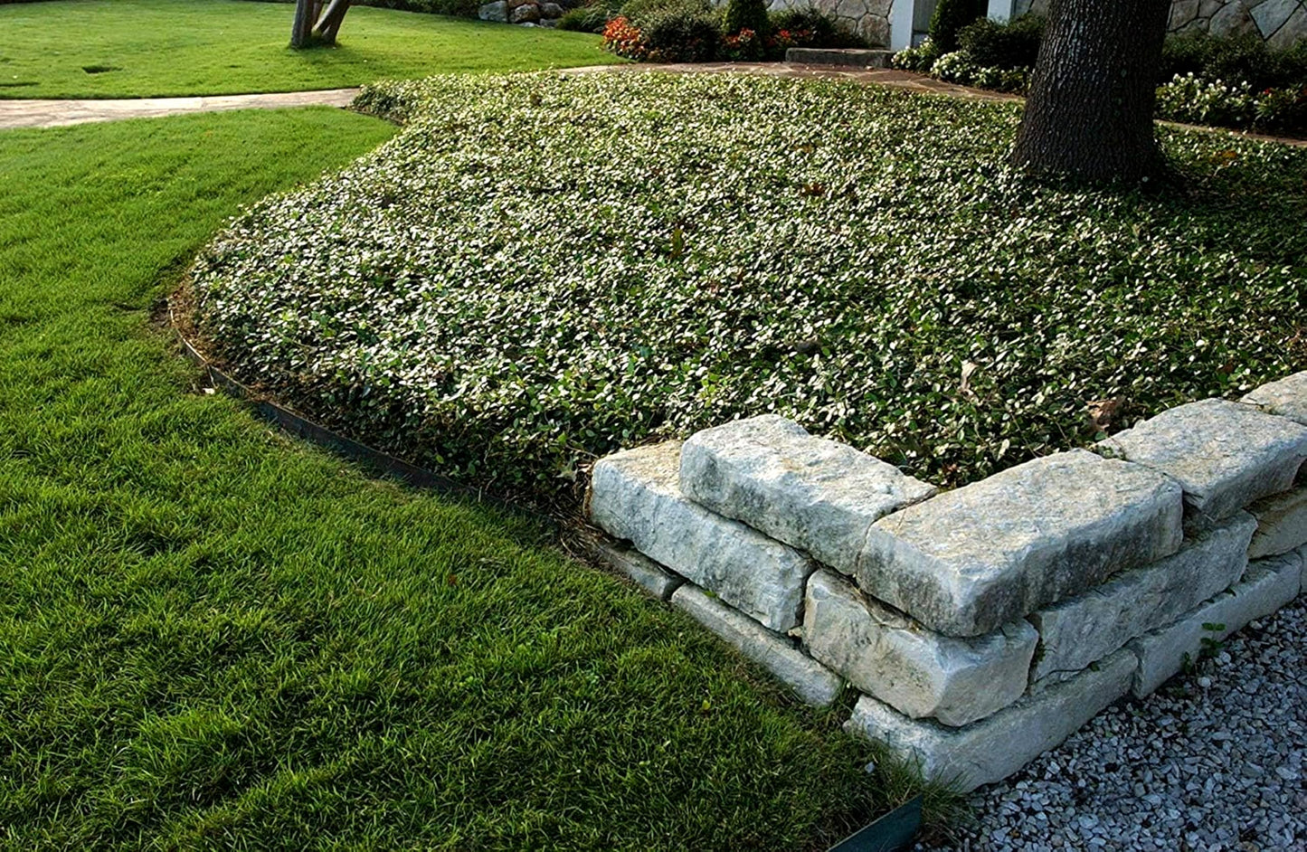 Asiatic Jasmine Minima | 50 Live Plants | Trachelospermum Asiaticum | Ground Cover, Fast Growing, Low Maintenance Evergreen, Cold Hardy, Drought Tolerant, Dense Growth, Landscaping