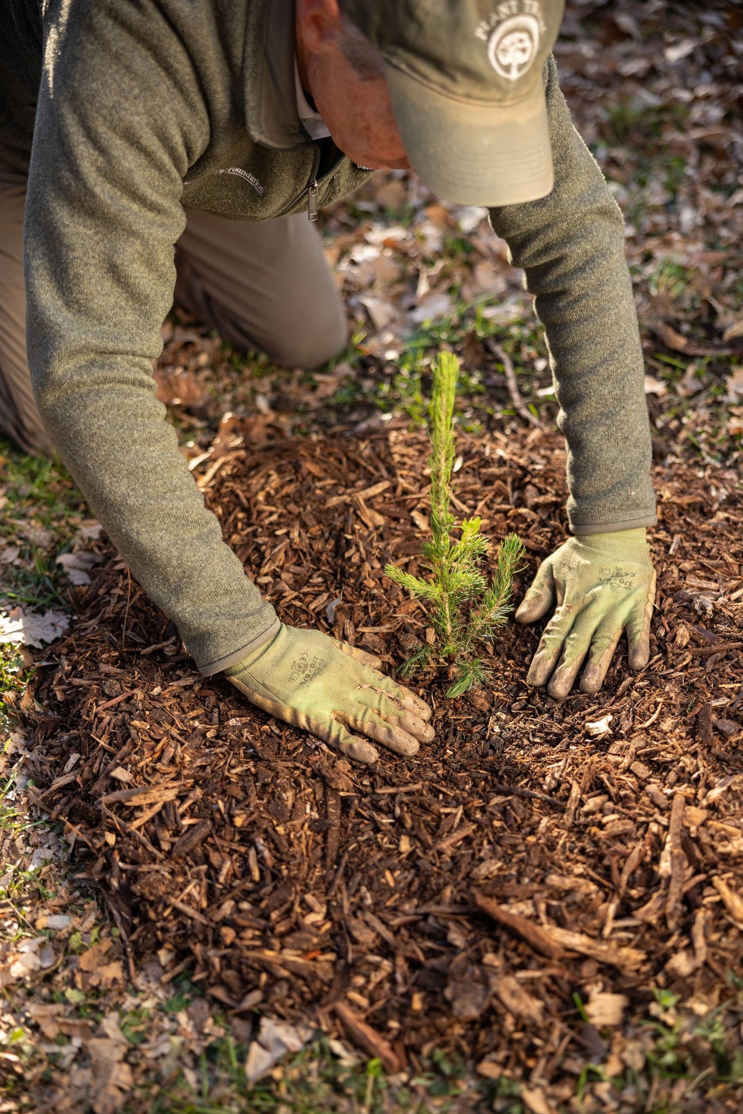 Norway Spruce Jumbo Tree Seedling Plug | 12"-18" | Arbor Day Foundation (5-Pack)
