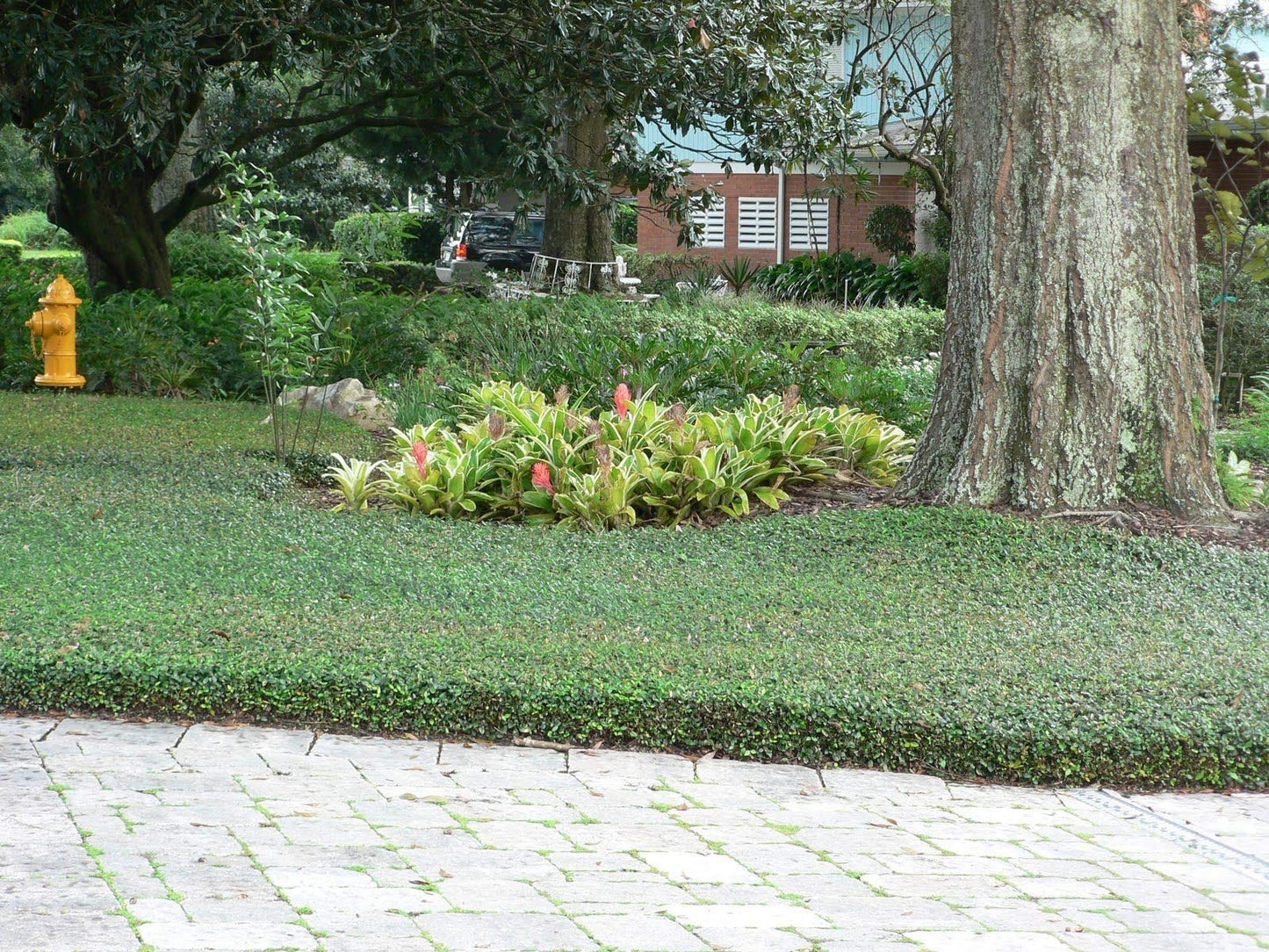Asiatic Jasmine Minima | 5 Live 4 Inch Plants | Trachelospermum Asiaticum | Ground Cover, Fast Growing, Low Maintenance Evergreen, Cold Hardy, Drought Tolerant, Dense Growth, Landscaping
