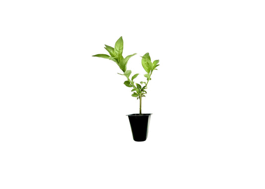 Night Blooming Jasmine I 10 Live Plants I Cestrum Nocturnum | Fragrant White Flowers for Evening Garden Bliss, Perfect for Container Gardening, Easy to Grow
