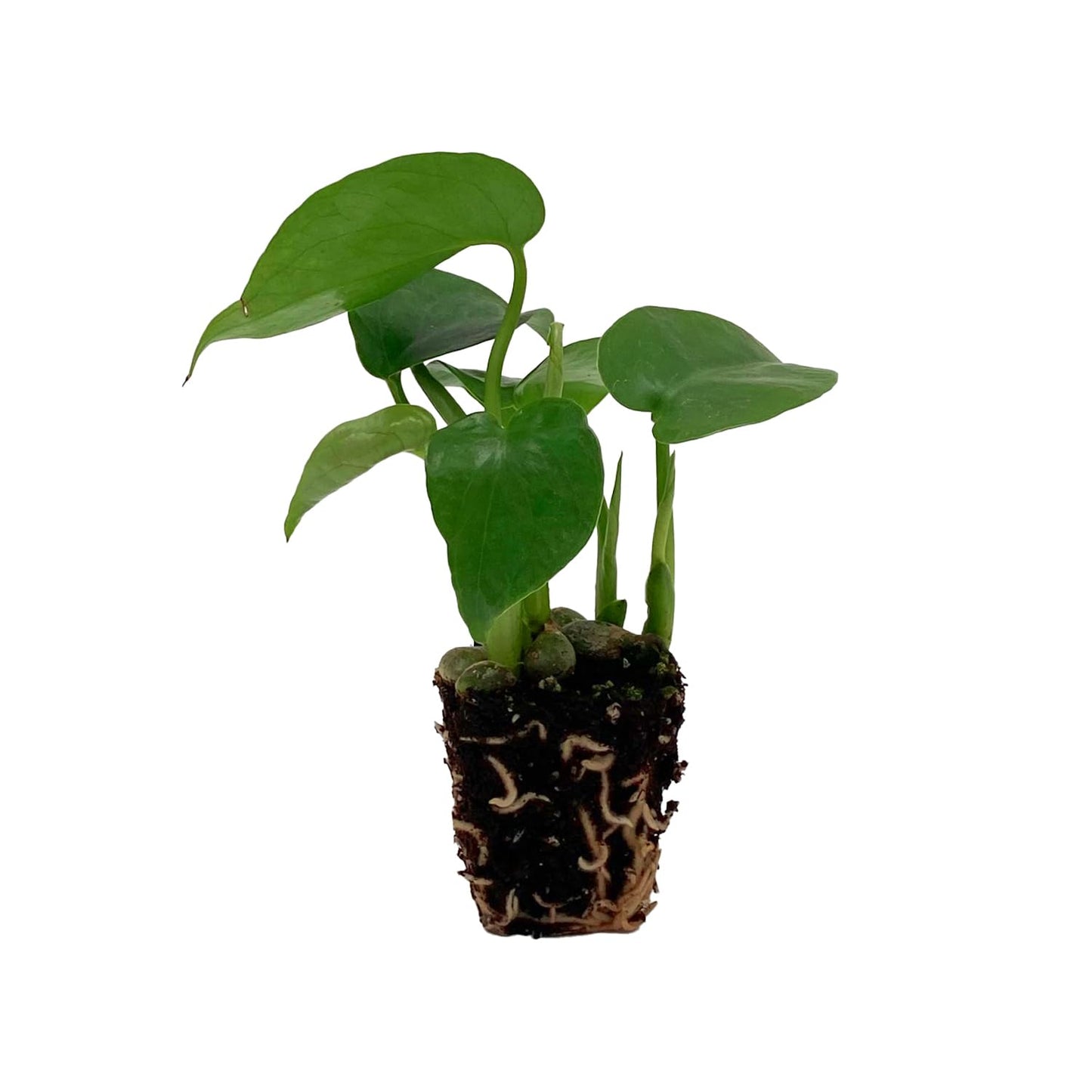ragnaroc Monstera Deliciosa 2-4" 2ct – Live Plant for Indoor Outdoor Use, Garden & Landscaping – Live Arrival Guaranteed