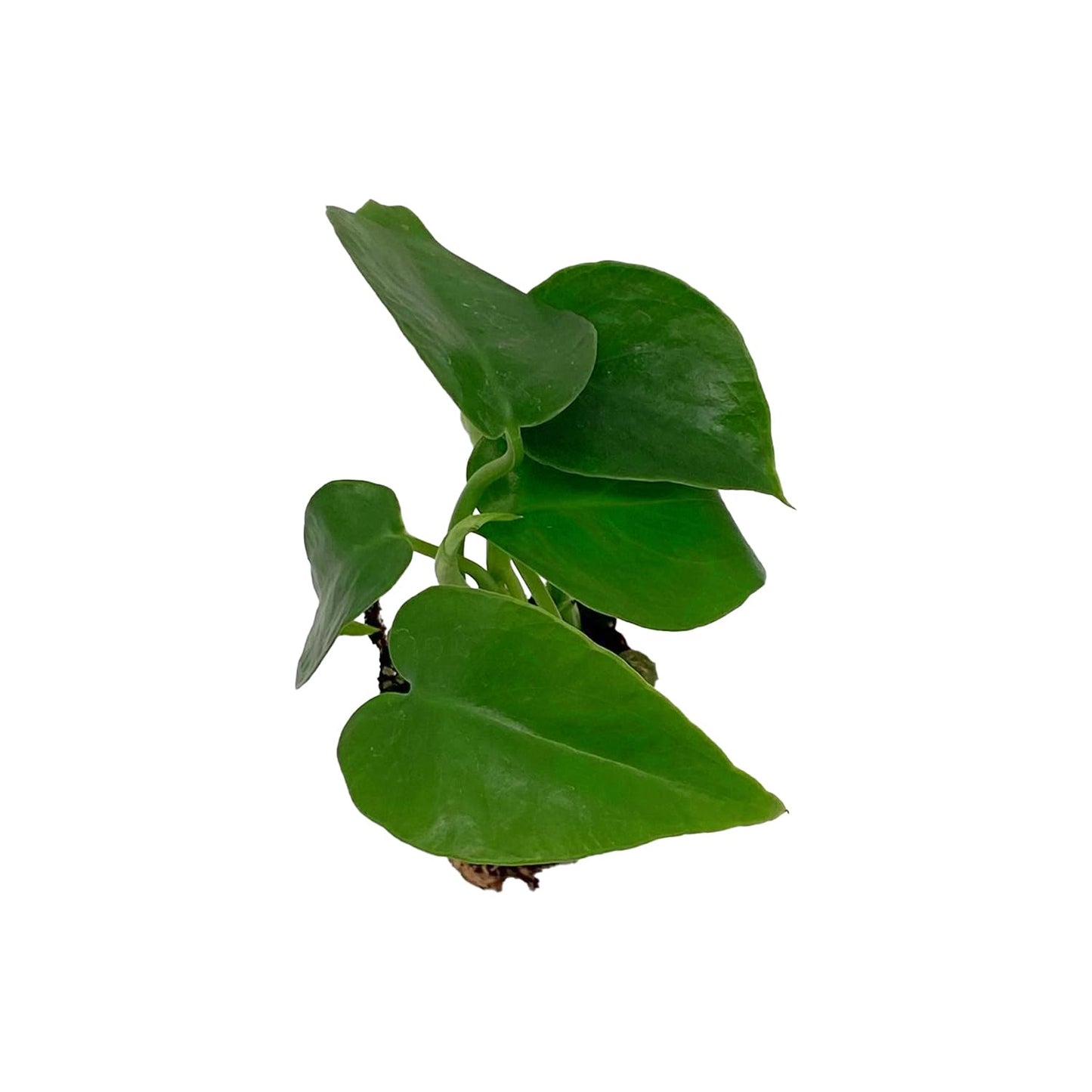 ragnaroc Monstera Deliciosa 2-4" 4ct – Live Plant for Indoor Outdoor Use, Garden & Landscaping – Live Arrival Guaranteed