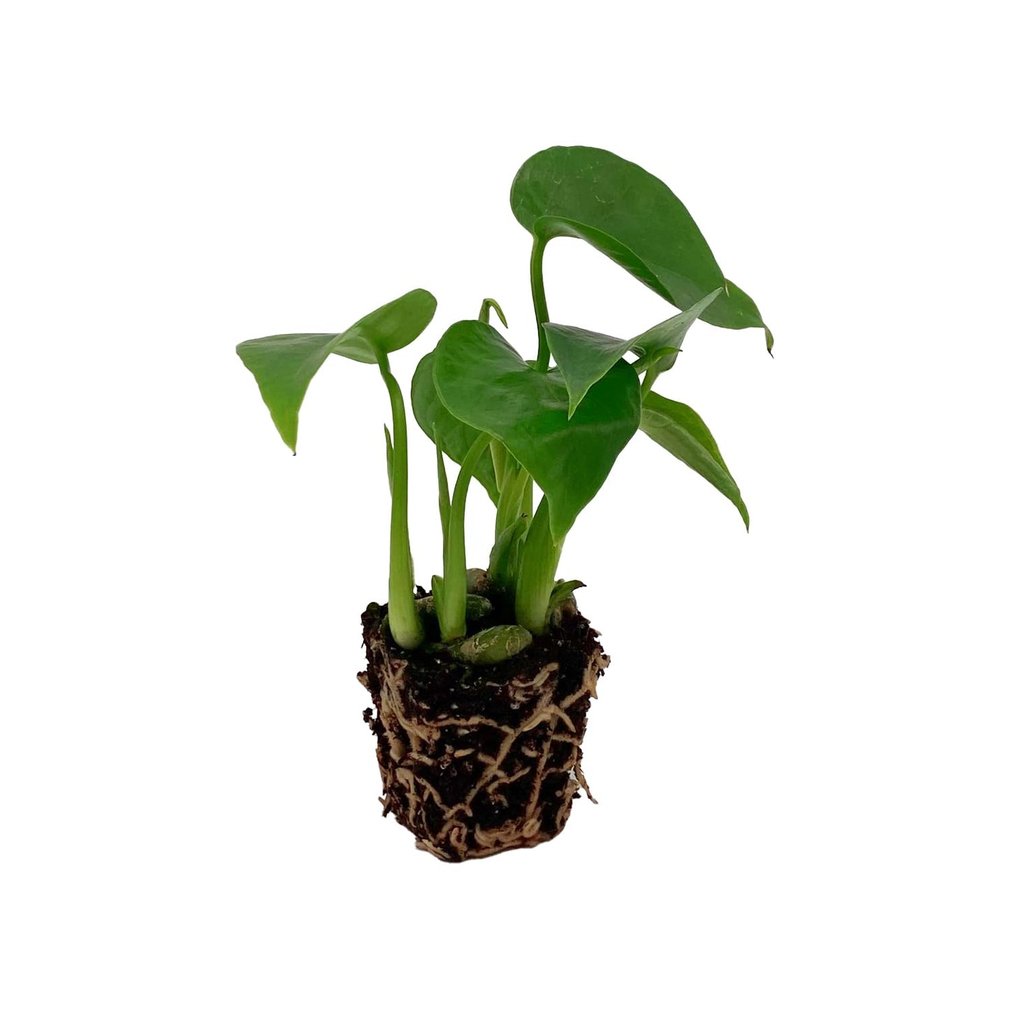 ragnaroc Monstera Deliciosa 2-4" 4ct – Live Plant for Indoor Outdoor Use, Garden & Landscaping – Live Arrival Guaranteed