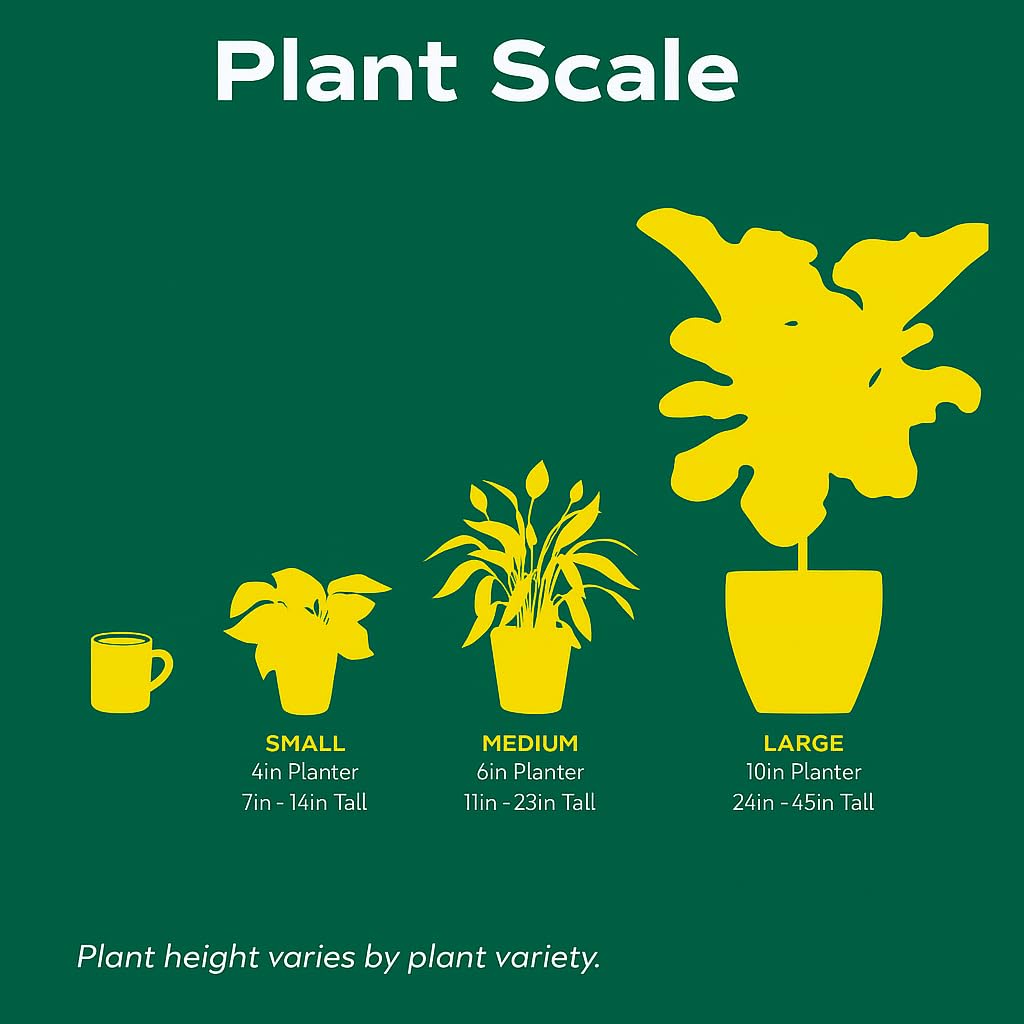 Palm 'Parlor' | Live Plant for Indoor & Outdoor | for Living Room, Office, Bathroom | (6" Pot)