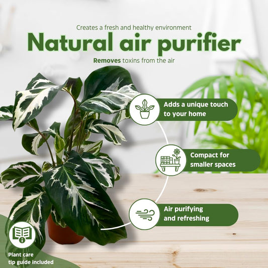 BubbleBlooms Calathea Stella in a 4 inch Pot Rare Variegated Prayer Plant, Cathedral Plant, Green and White