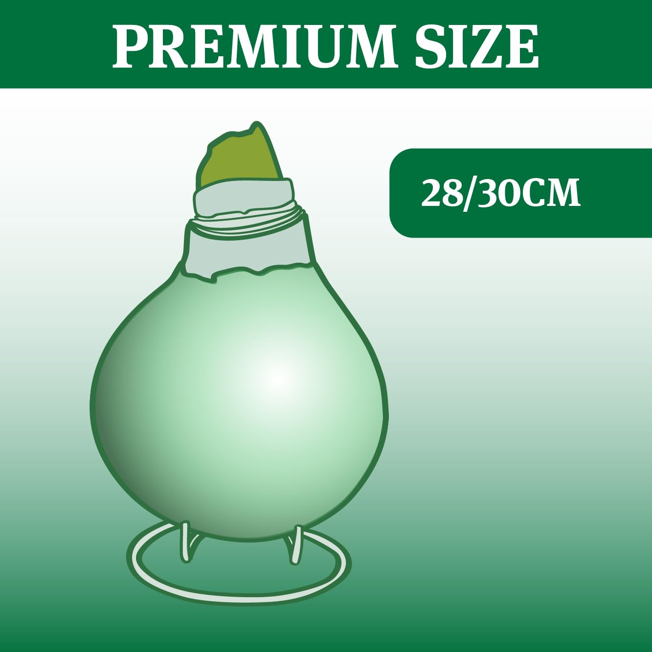 Green Base Waxed Amaryllis Flower Bulb with Stand, No Water Needed