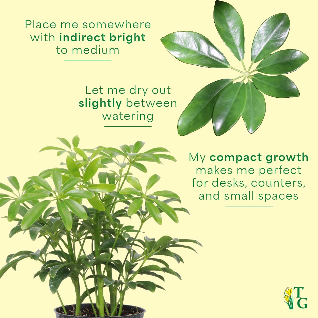 Thorsen's Greenhouse Live Arboricola Umbrella Tree Plant, Schefflera Arboricola, Natural Air Purifier, Easy to Grow, Live Indoor Houseplant, 4-inch Diameter (Sage)