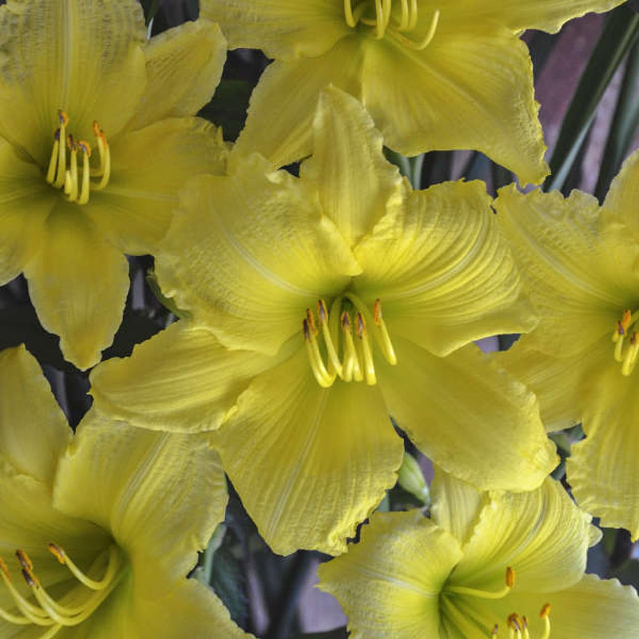 Votaniki Hemerocallis ‘Big Time Happy’ (Reblooming Daylily) Roots – Hardy Perennial & Fragrant Flowers for Summer Gardens | Long Blooming Daylily, Easy to Grow (2 Pack)
