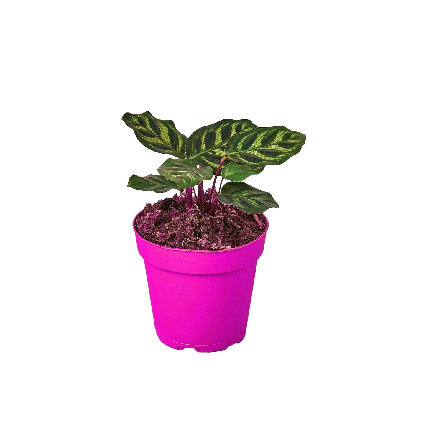 9 Pack Calathea 'Makoyana' in 4in Pot - Live Tropical Houseplant - Easy to Grow | Air Purifying | Pet Friendly | Variegated | USA Growers | The Snobby Leaf