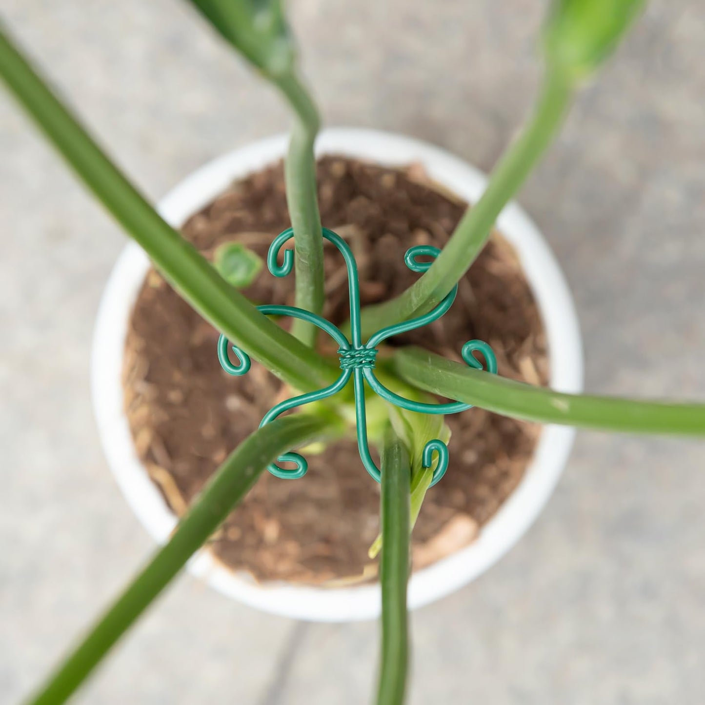 Yohsnor Monstera Plant Stem Support - Set of 5 Sturdy Indoor Support Sticks for Monstera & Climbing Plants - Essential Growth Stabilizers for Leaf Support - Easy-to-Use Gardening Accessories