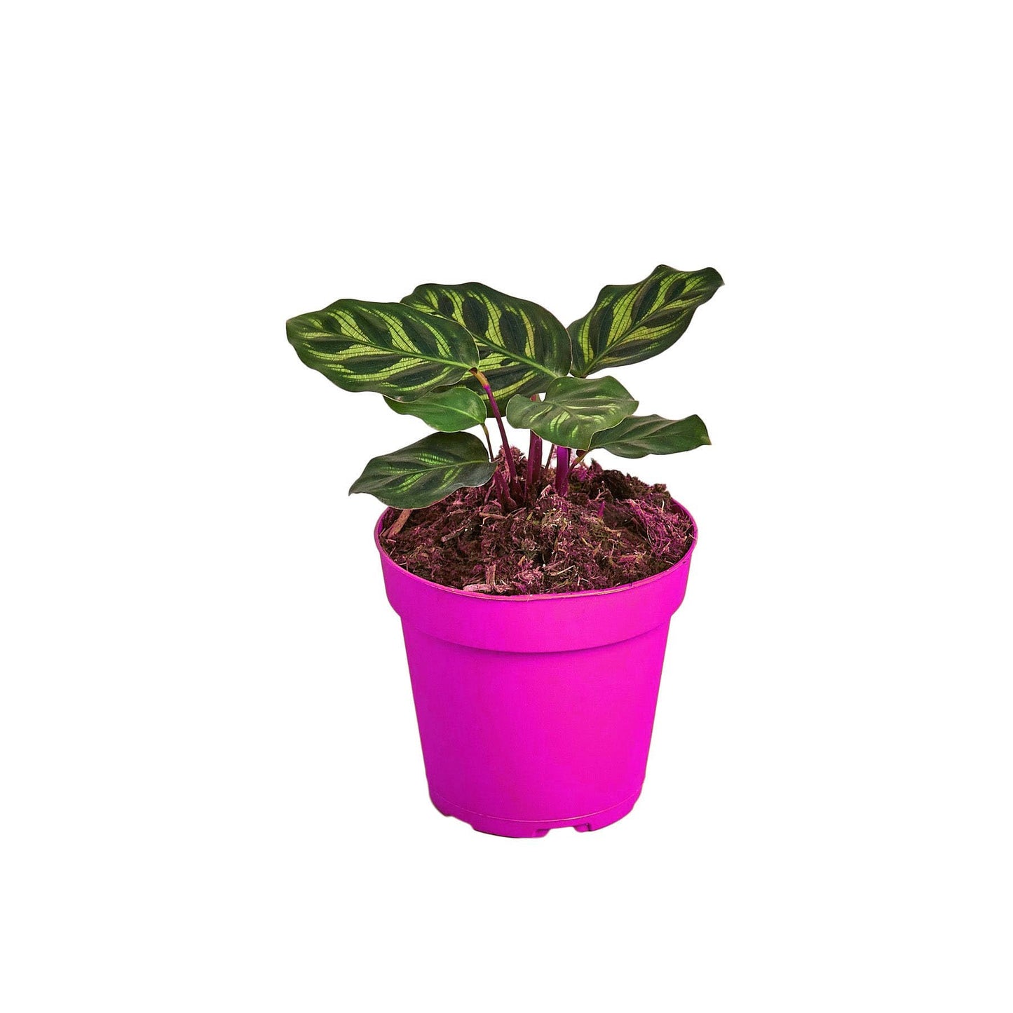 3 Pack Calathea 'Makoyana' - 4" Pot in 4in Pot - Live Tropical Houseplant - Easy to Grow | Air Purifying | Pet Friendly | Variegated | USA Growers | The Snobby Leaf