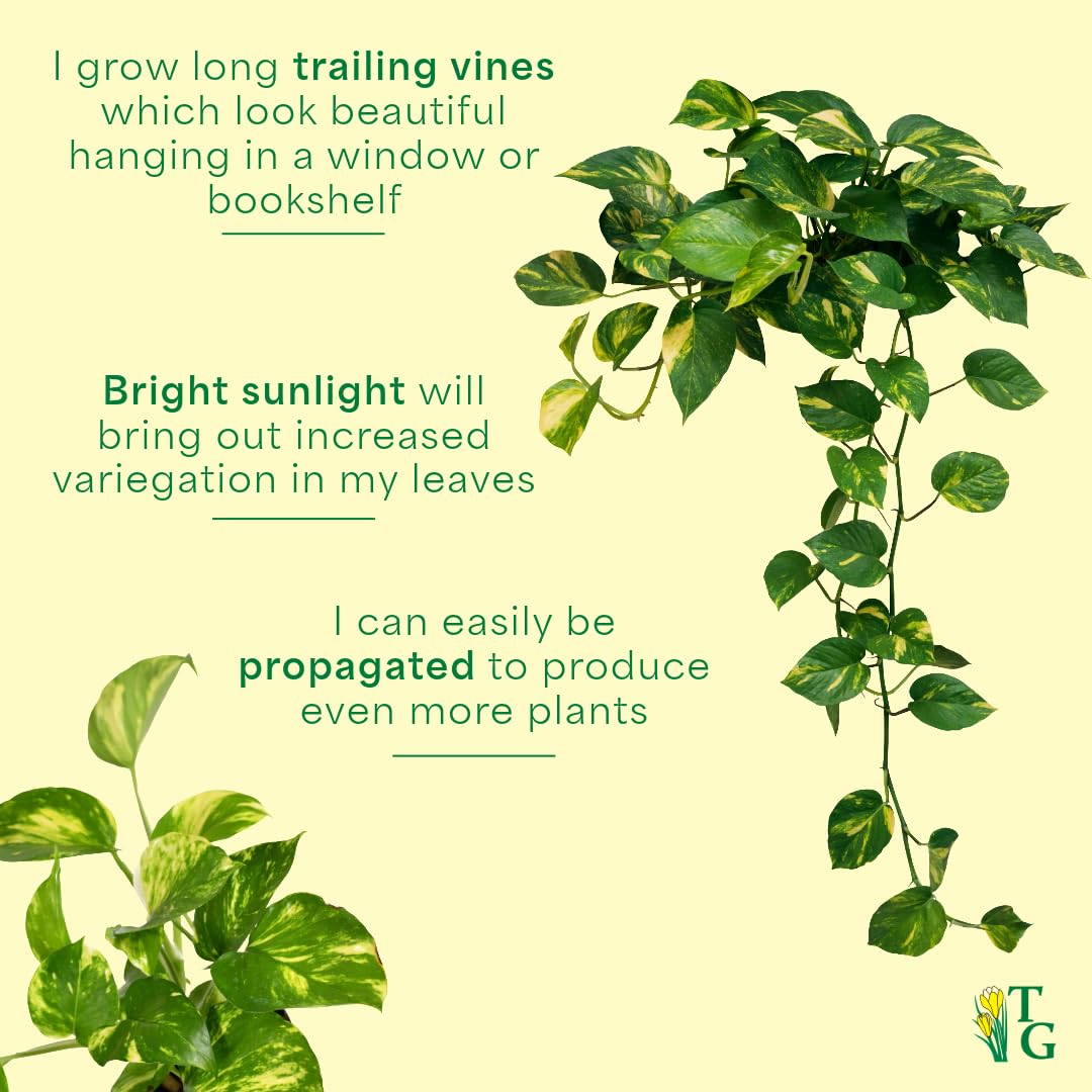 Thorsen's Greenhouse Golden Pothos, Live Indoor Vining Plant, Easy to Grow, Variegated Houseplant, Natural Air Purifier (Coffee, 4-inch Pot)