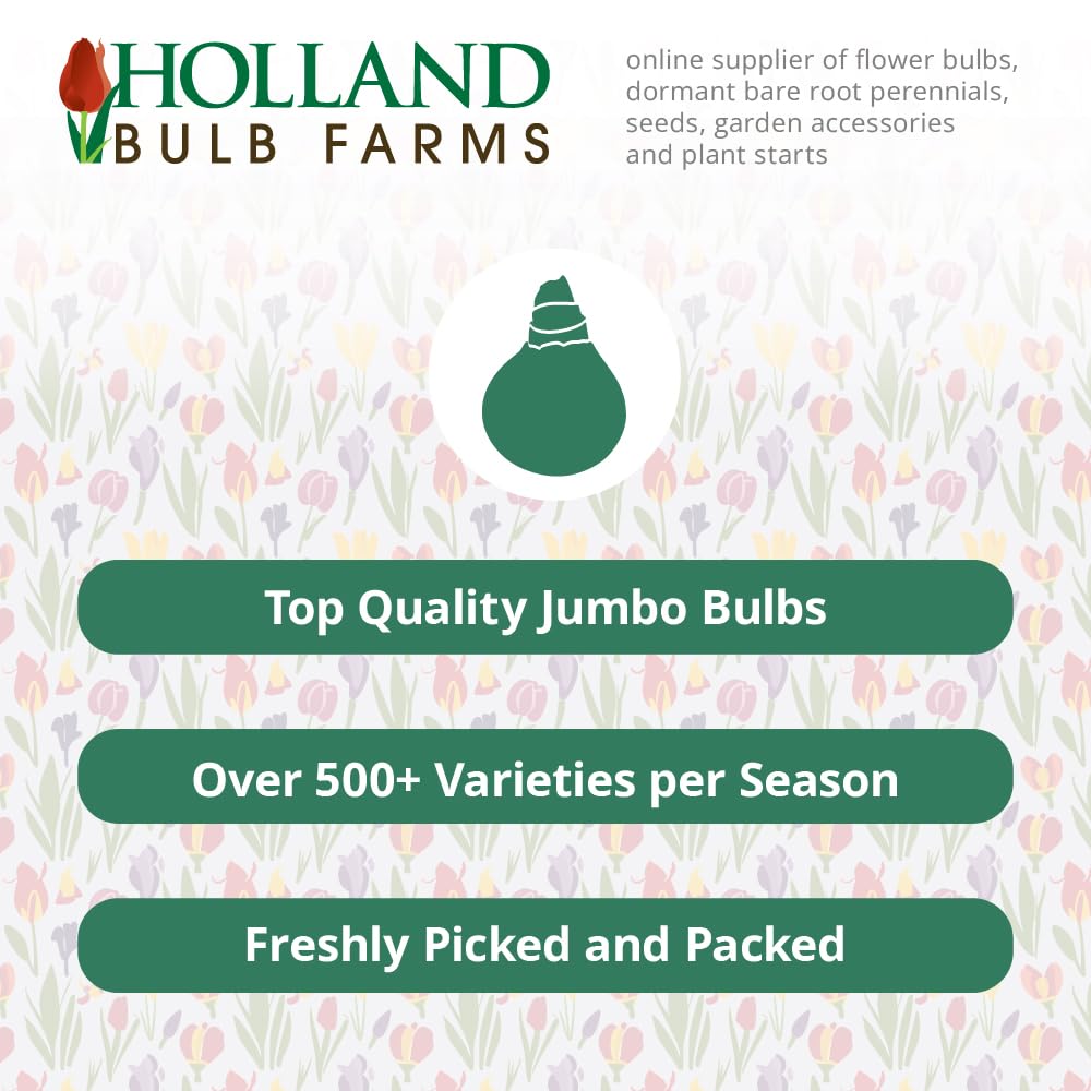The President Canna Flower Bulbs - 3 Bulbs per Pack - Attracts Butterflies and Hummingbirds - Deer Resistant - Grows Well in Containers - Easy to Grow Live Plants - Outdoor Garden