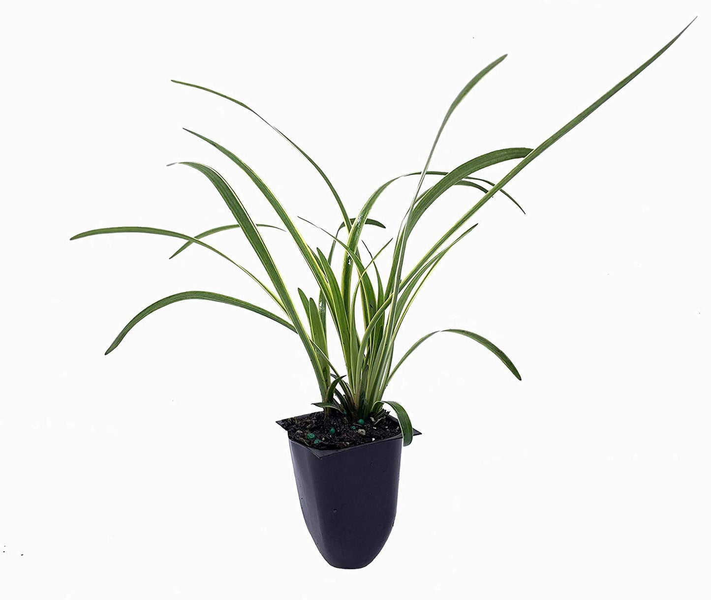 Variegated Liriope | 20 Live Plants | Liriope Muscari Variegata | Ornamental Ground Cover Plants | Evergreen Foliage