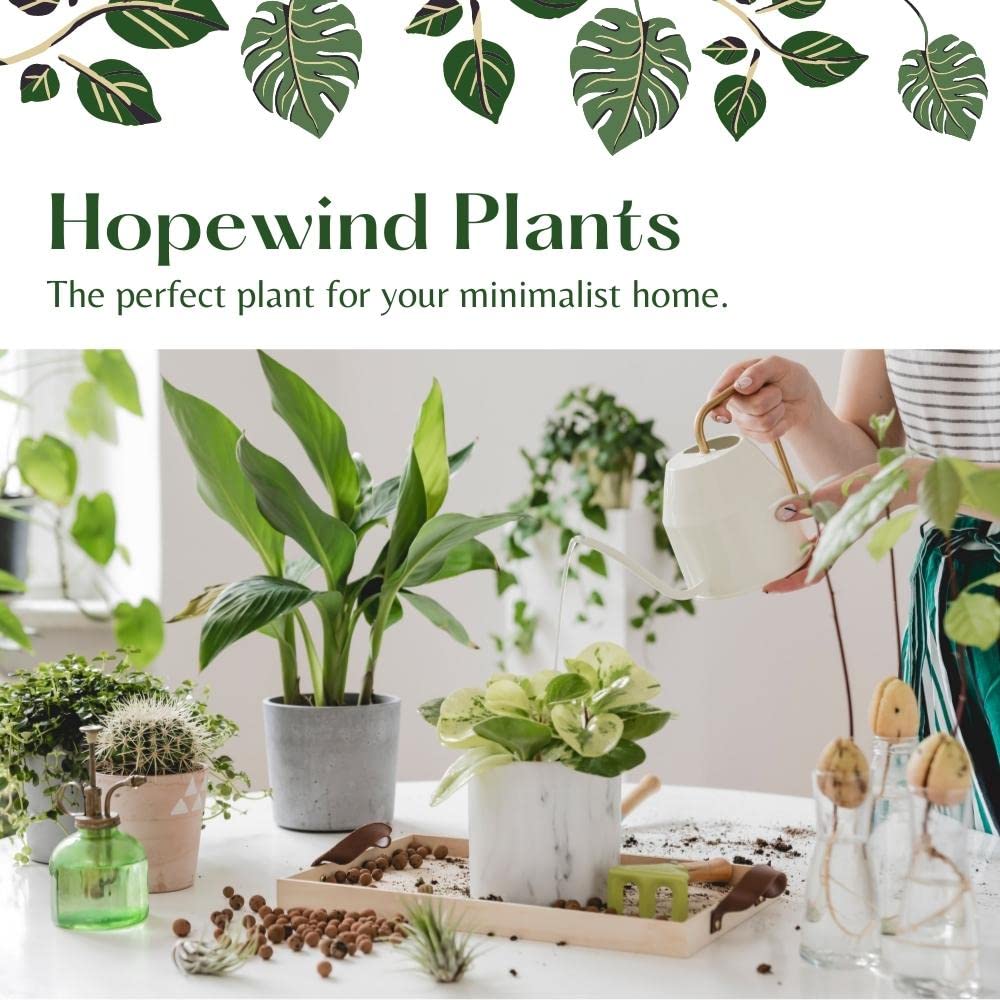 Live Plant, Snake Plant, Indoor Plant, Sansevieria, Air Purifying, Easy Care, 4 inch Pot by Hopewind Plants Shop (Black Star (Black Gold))
