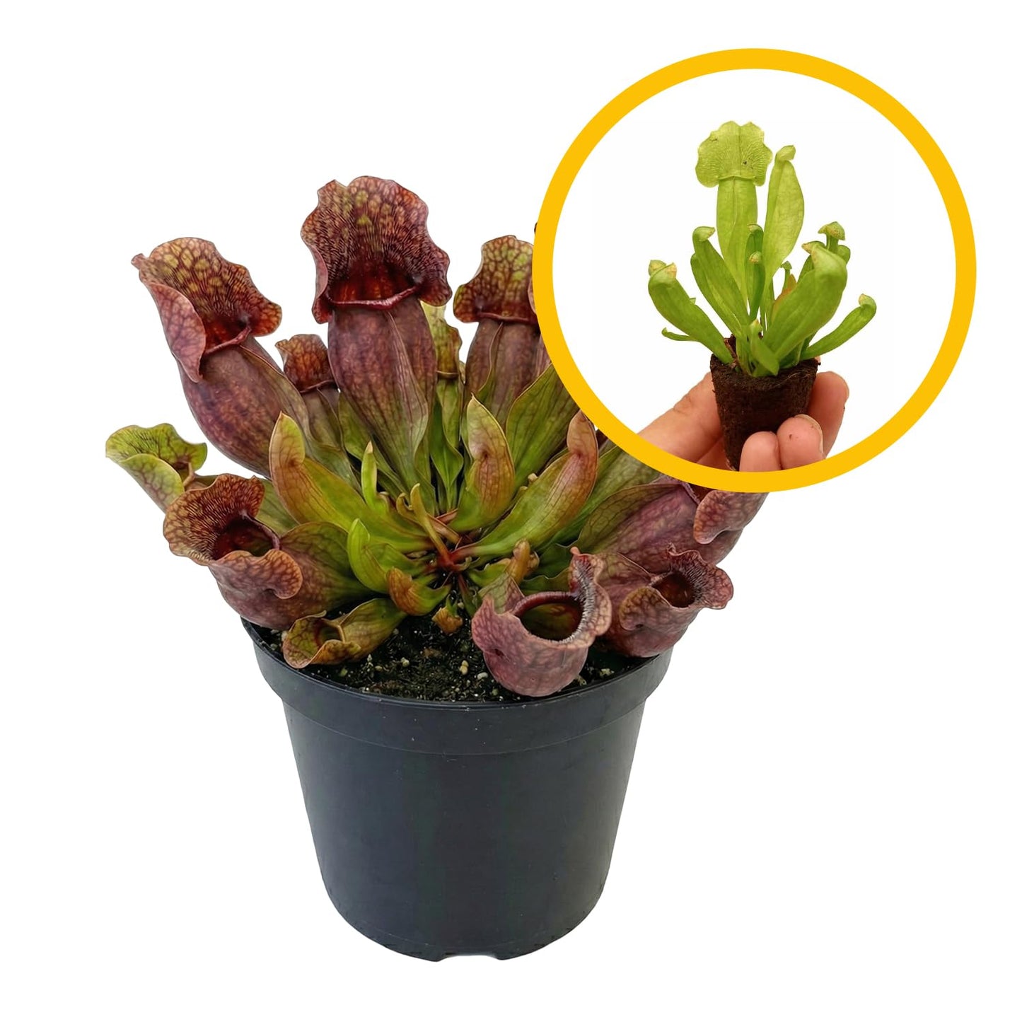ragnaroc Sarracenia Purpurea SSP. Venosa 2-4" (Purple Pitcher Plant) 2ct – Live Plant for Indoor Outdoor Use, Carnivorous Plants – Live Arrival Guaranteed