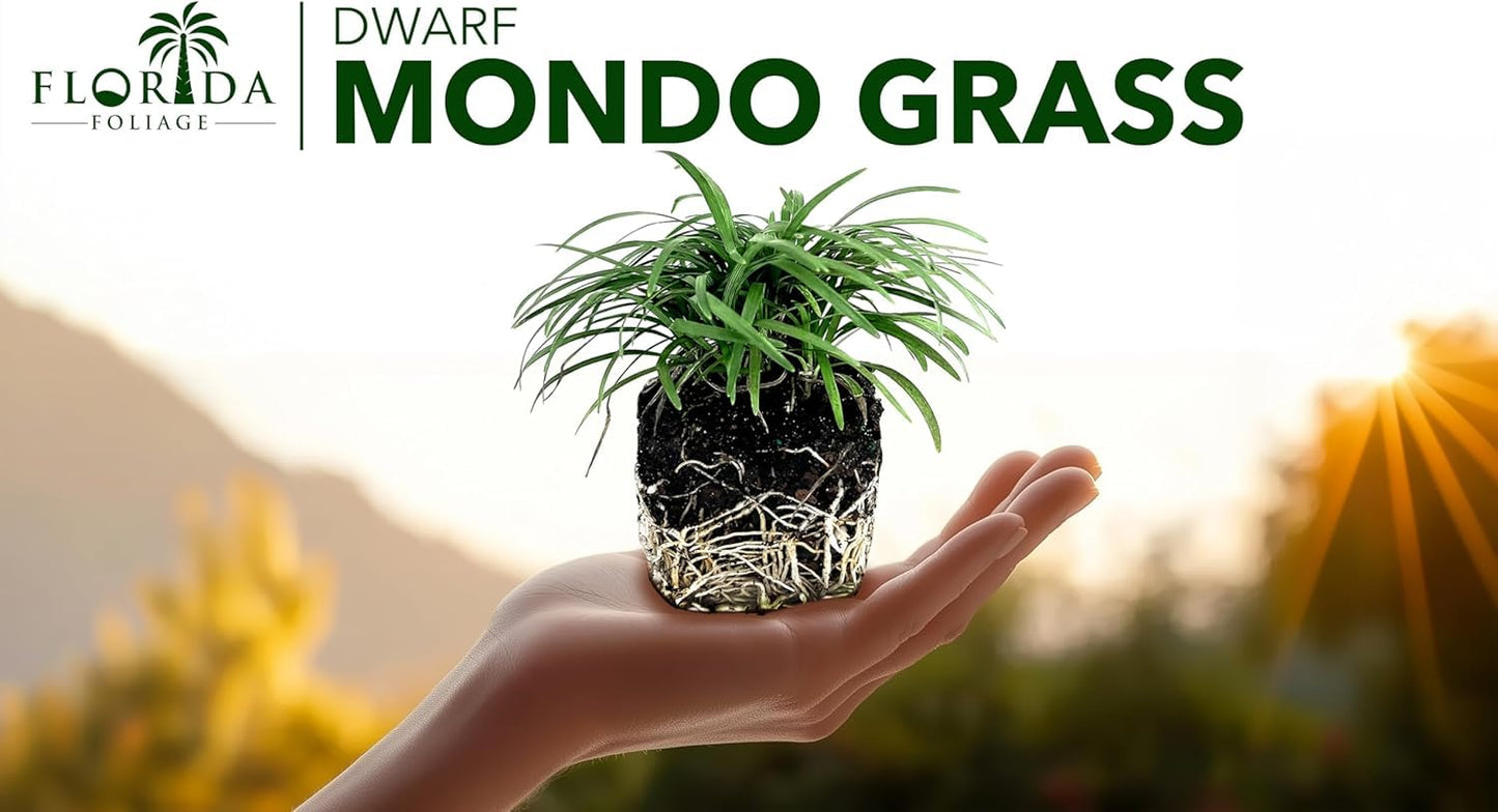 Dwarf Mondo Grass | 5 Large 4 Inch Pots | Ophiopogon Japonicus Nanus | Live Evergreen Shade Loving Groundcover