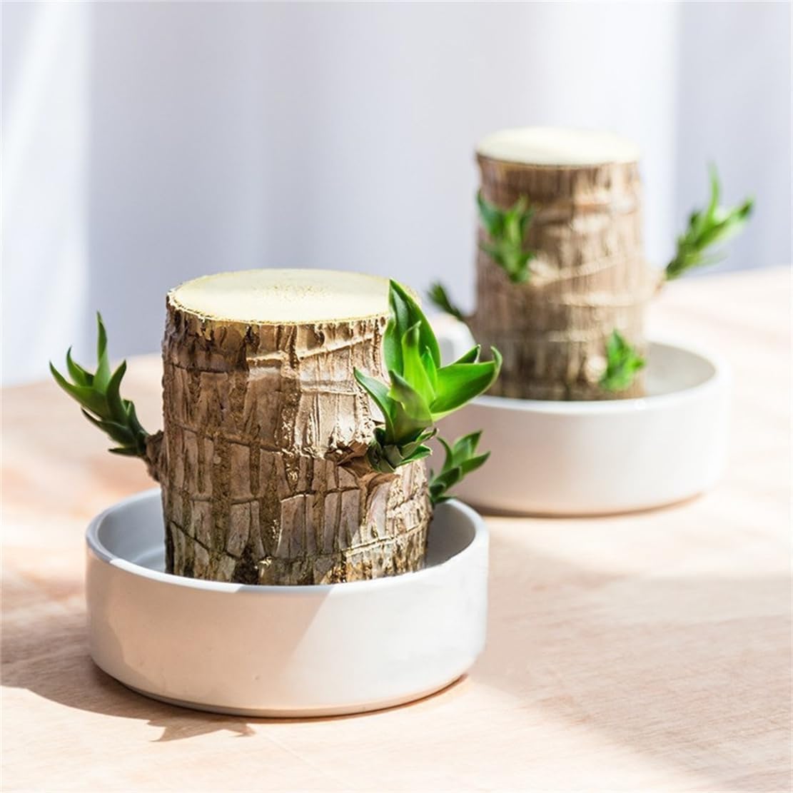 Brazilian Lucky Wood，Easy to Maintain and Purify the Air Brazilian Wood，Suitable for Living Rooms, Kitchens, Bedrooms, Desks, and Outdoor Gardens (2A)