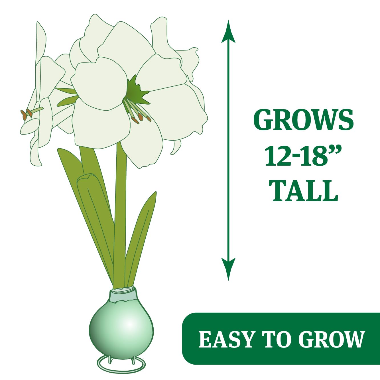 Spring Blooms Waxed Amaryllis Flower Bulb with Stand, Grow Real Blooming Indoor Spring Flowers, No Water Needed