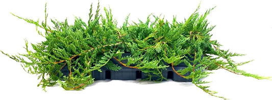 Bar Harbor Juniper | 5 Live 4 Inch Pots | Juniperus horizontalis 'Bar Harbor' | Perfect Lush Ground Cover & Landscape Accent | Drought Resistant & Low Maintenance
