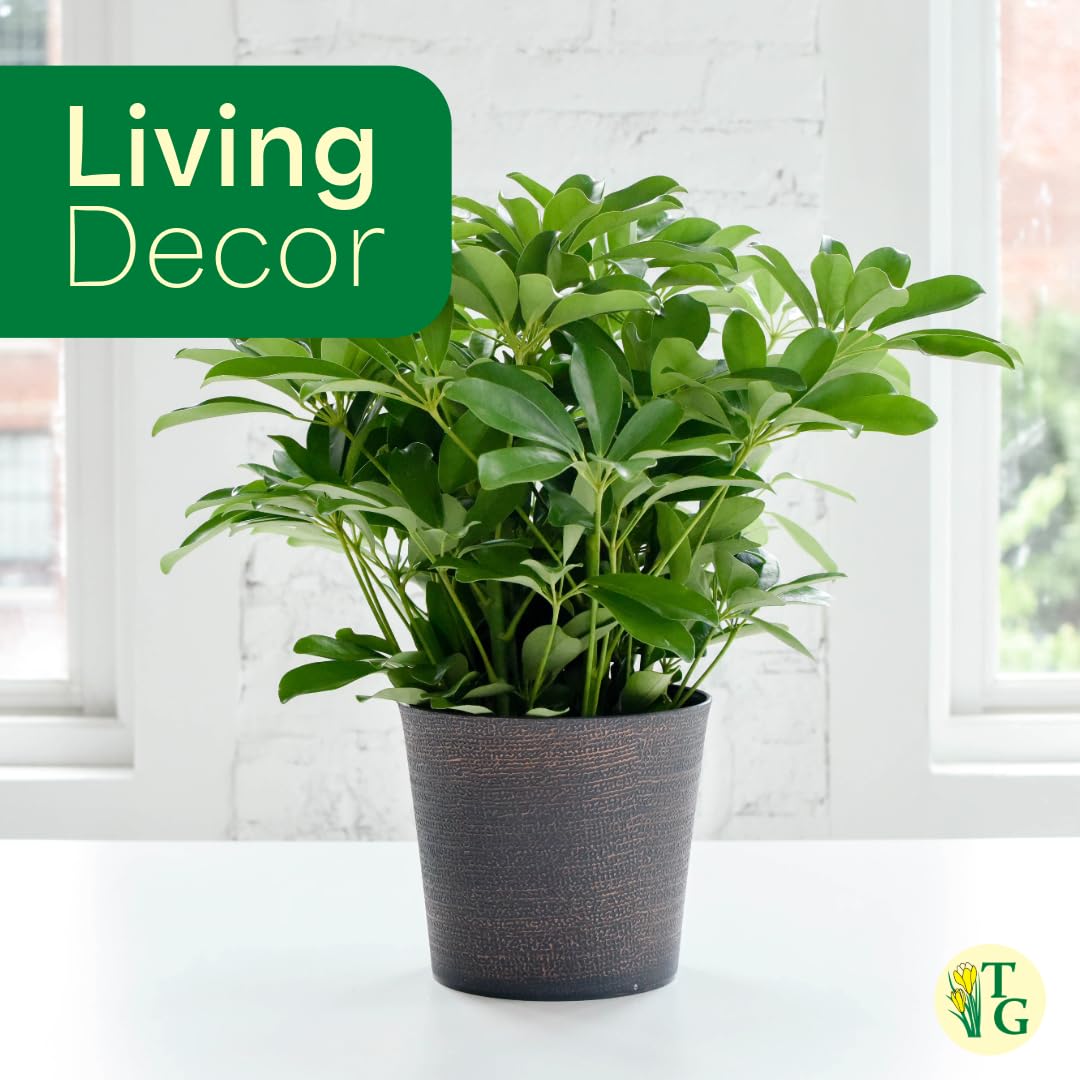 Thorsen's Greenhouse Live Arboricola Umbrella Tree Plant, Schefflera Arboricola, Natural Air Purifier, Easy to Grow, Live Indoor Houseplant, 4-inch Diameter (Coffee)