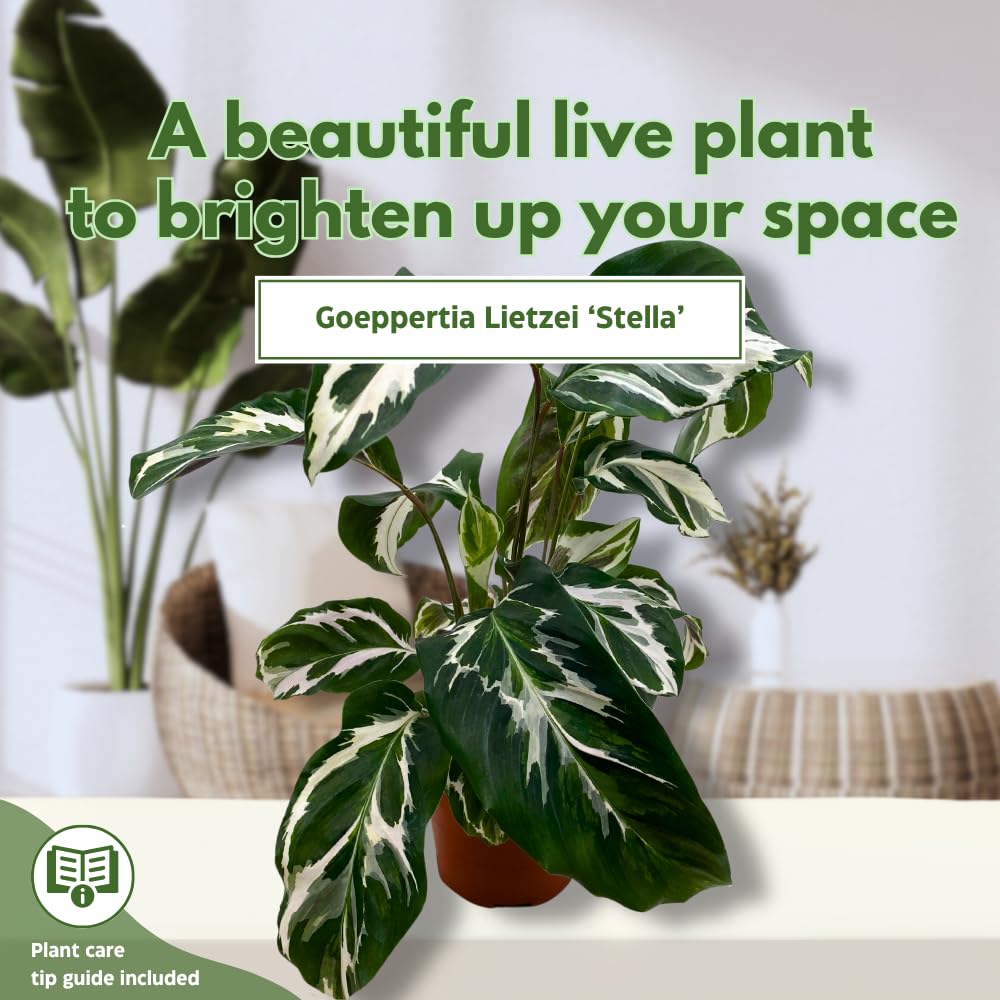 BubbleBlooms Calathea Stella in a 4 inch Pot Rare Variegated Prayer Plant, Cathedral Plant, Green and White