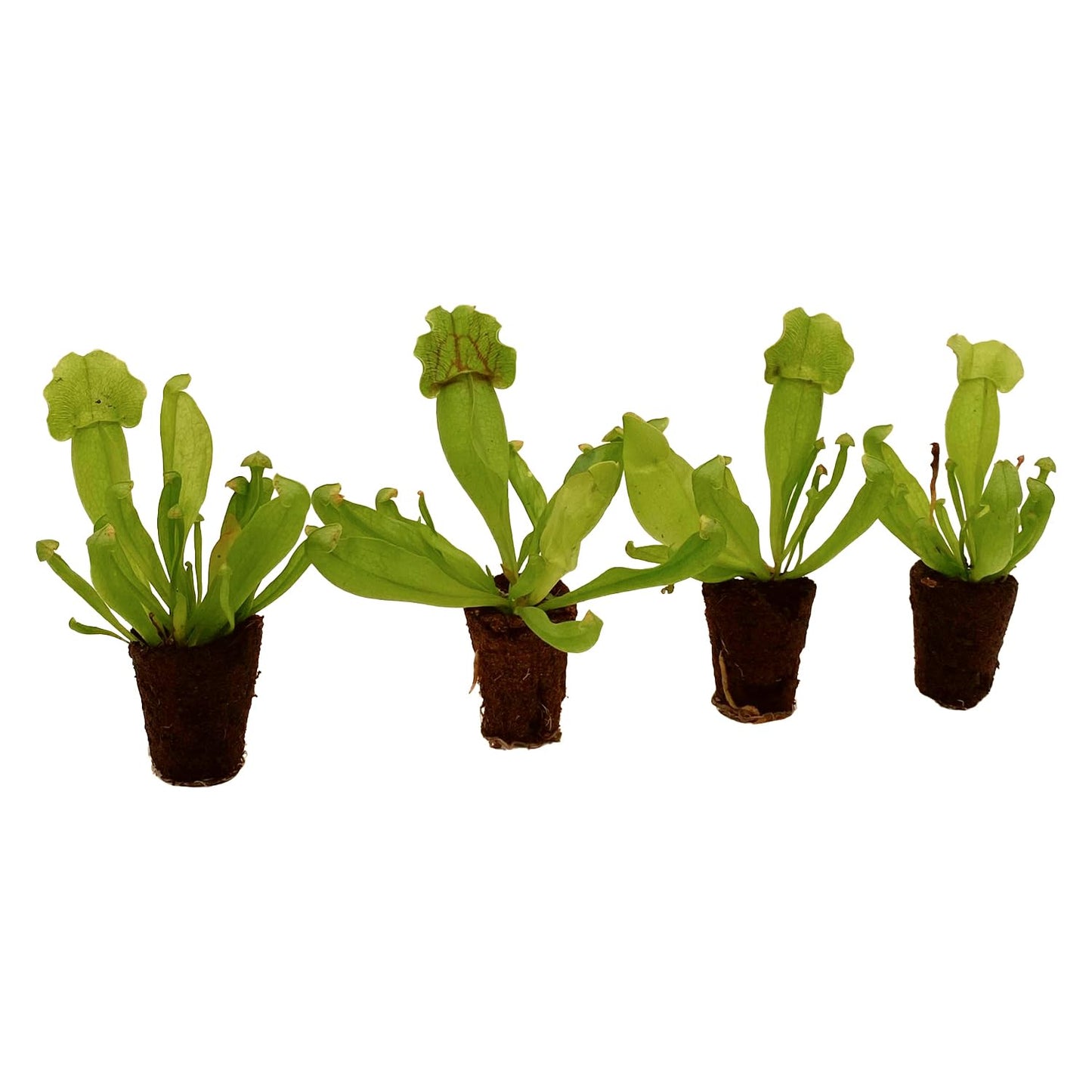 ragnaroc Sarracenia Purpurea SSP. Venosa 2-4" (Purple Pitcher Plant) 2ct – Live Plant for Indoor Outdoor Use, Carnivorous Plants – Live Arrival Guaranteed