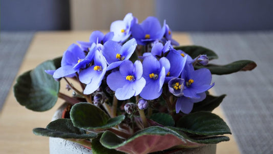 African Violets Live Plants Houseplants for Planting, Light Blue African Violet Flower 4 Inches Pot, Live African Violet Plant Indoor, African Violet Flowers