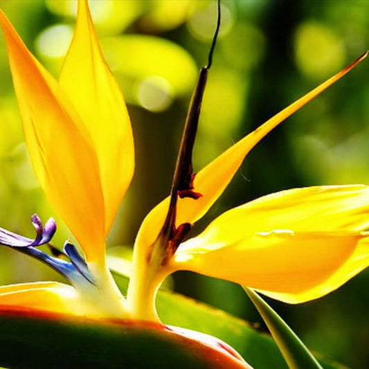 Bird of Paradise Plant Live for Planting, 5 to 10 Inches Tall, Tropical Strelitzia Reginae Bird of Paradise Live Plant (Yellow Bird of Paradise)