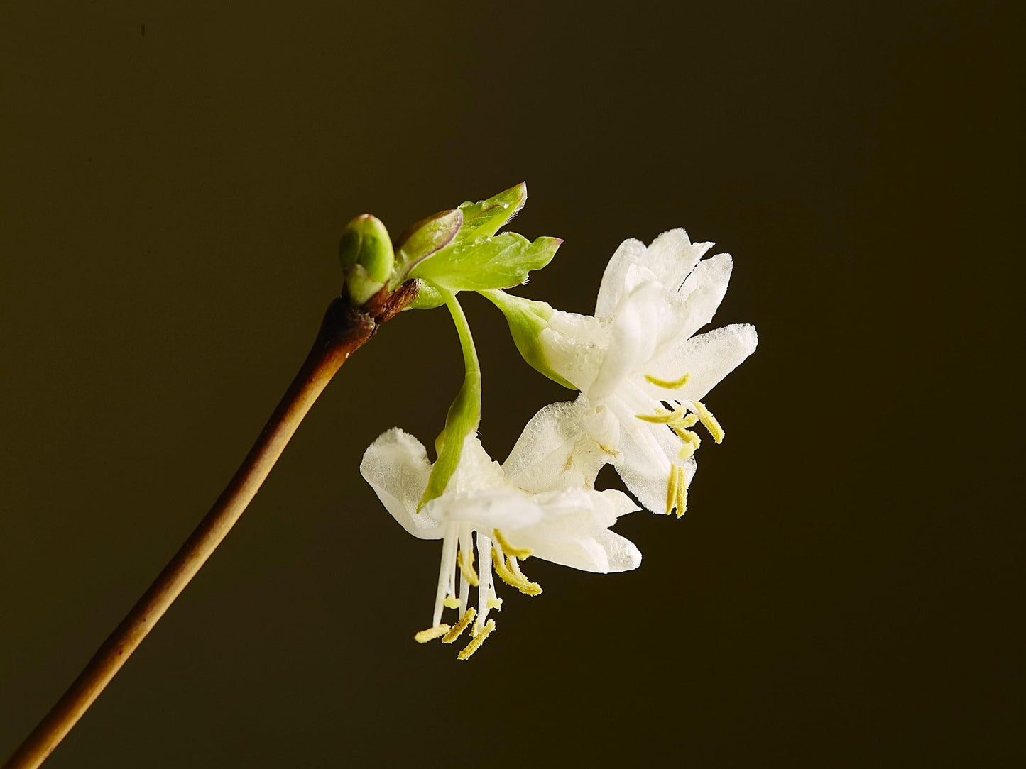 Greenwood Nursery: Live Shrub Plants - Winter Honeysuckle + Lonicera Fragrantissima - [Qty: 3X 3.5 Pots] - (Click for Other Available Plants/Quantities)