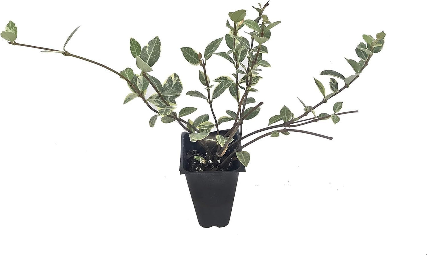 Variegated Asiatic Jasmine Minima | 10 Live Plants | Easy-Grow Ground Cover | Lush, Trailing Green and White Foliage | Perfect for Gardens and Landscape Borders | Hardy Evergreen Plant